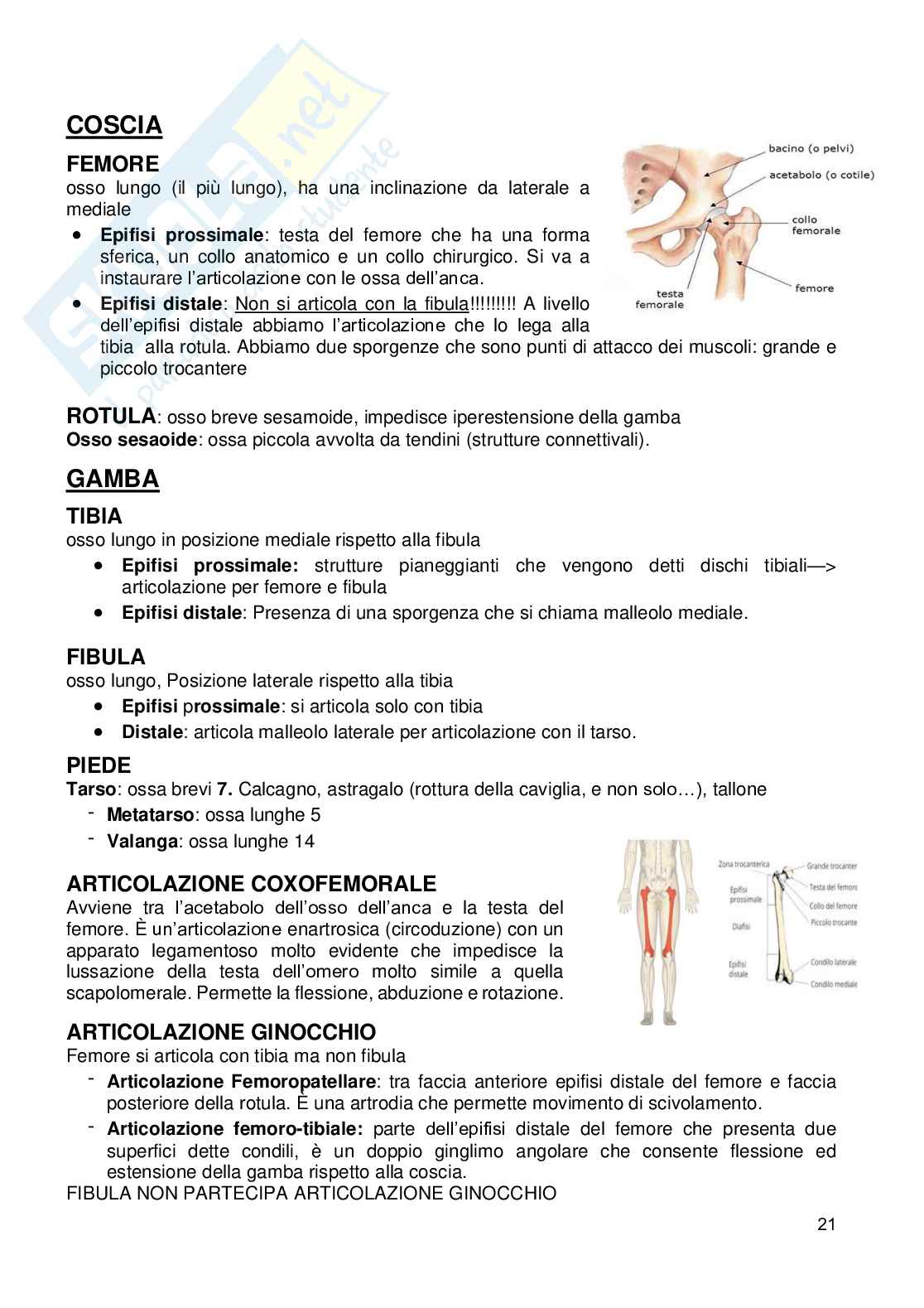 Appunti Anatomia umana Pag. 21