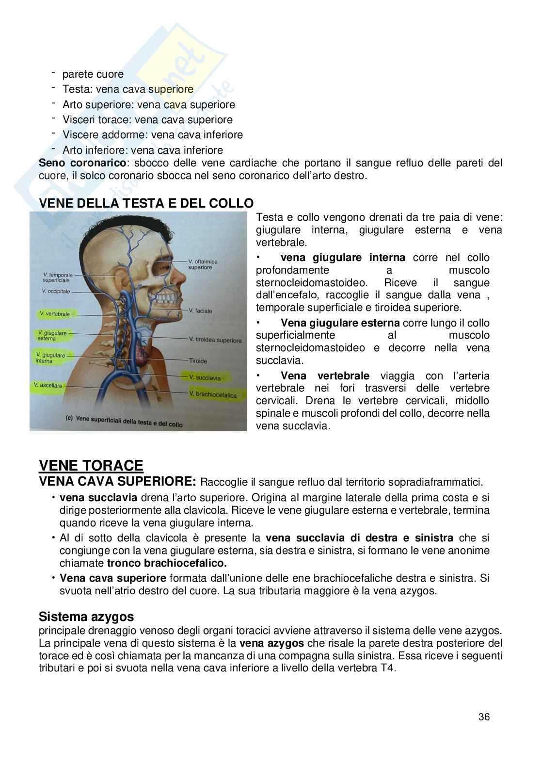 Appunti Anatomia umana Pag. 36