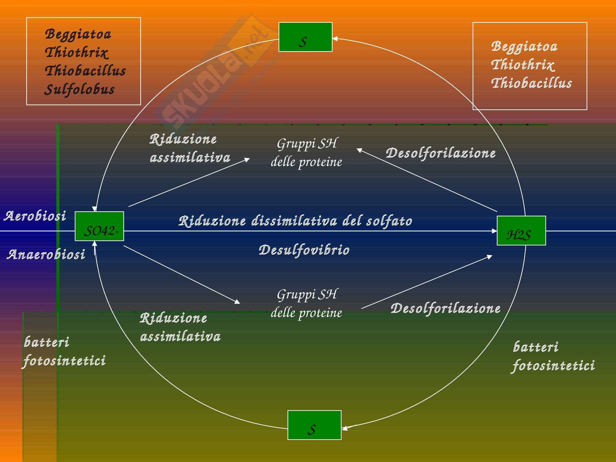 Ecologia - cicli biogeochimici Pag. 66