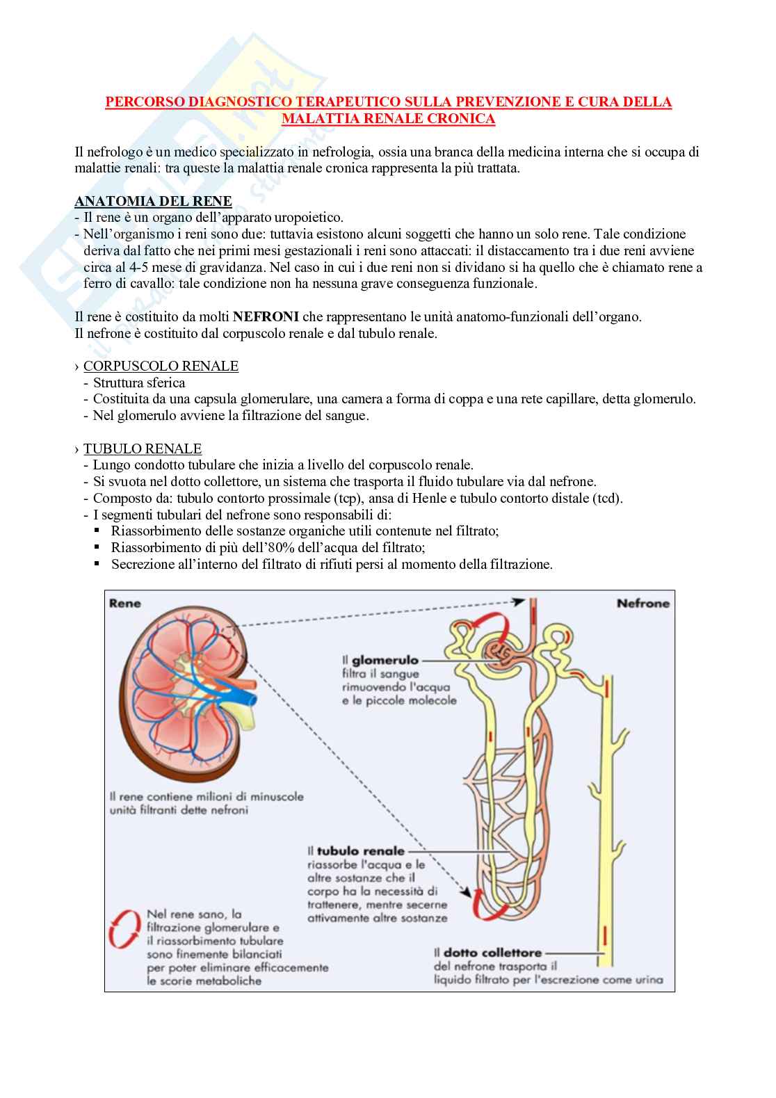 Fisioterapia e professioni sanitarie - Appunti di medicina interna   Pag. 1