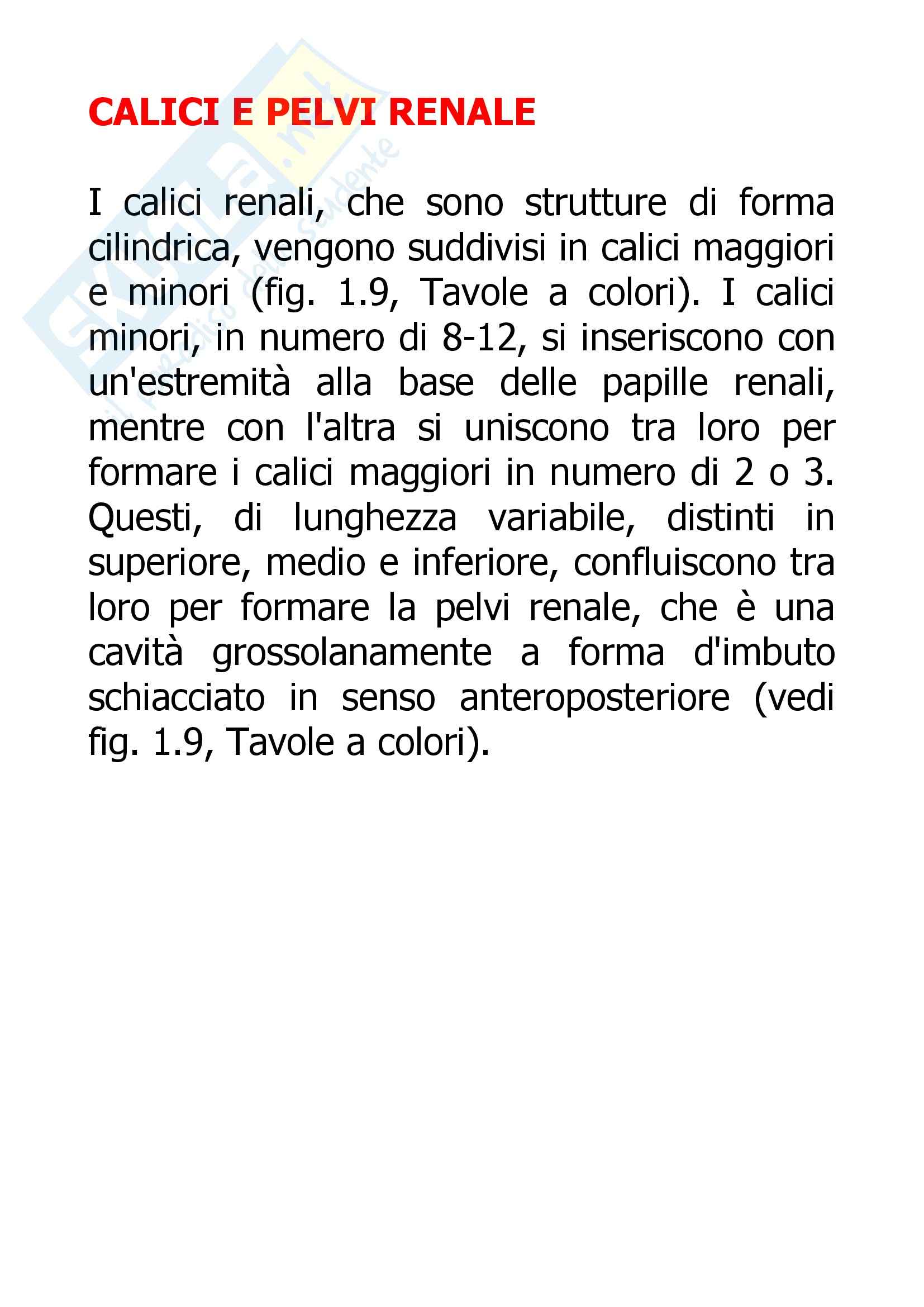 Nefrologia - Calici e pelvi renali Pag. 1