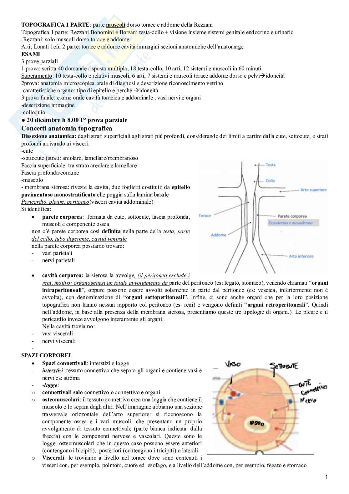 Appunti per prova di idoneità parziale di Anatomia 2 Pag. 1
