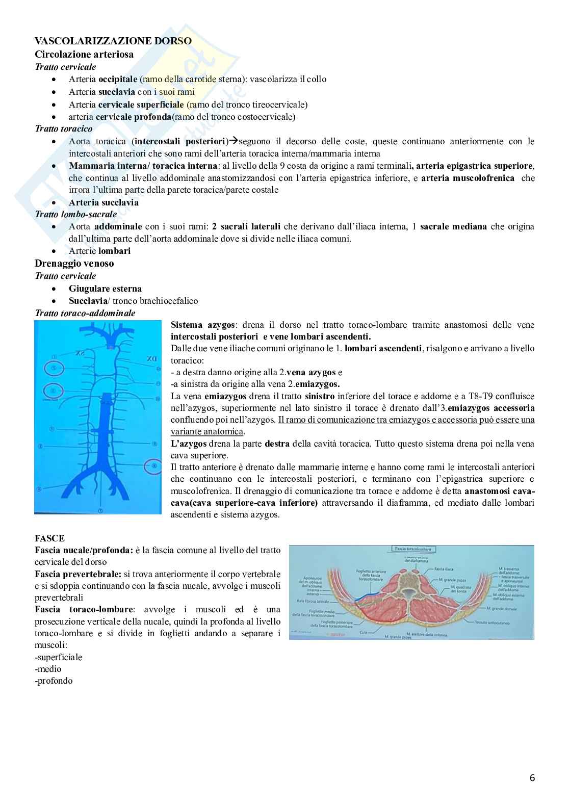 Appunti per prova di idoneità parziale di Anatomia 2 Pag. 6