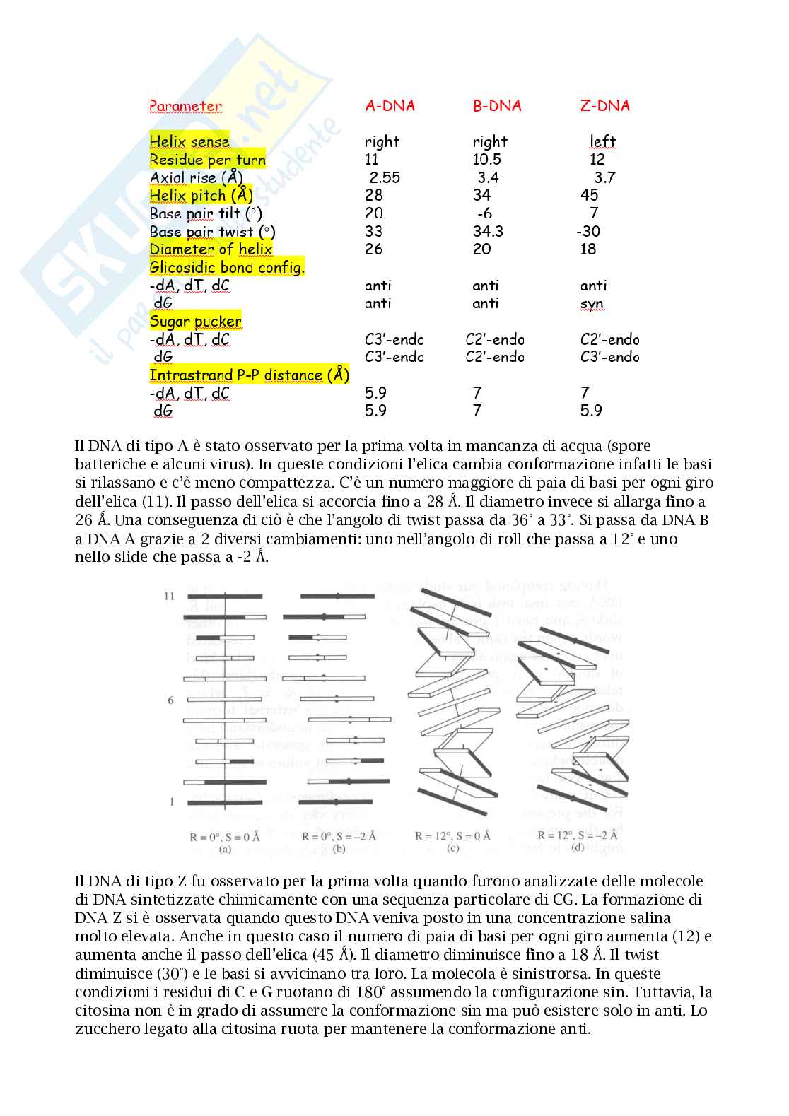 Appunti esame biologia molecolare Pag. 11