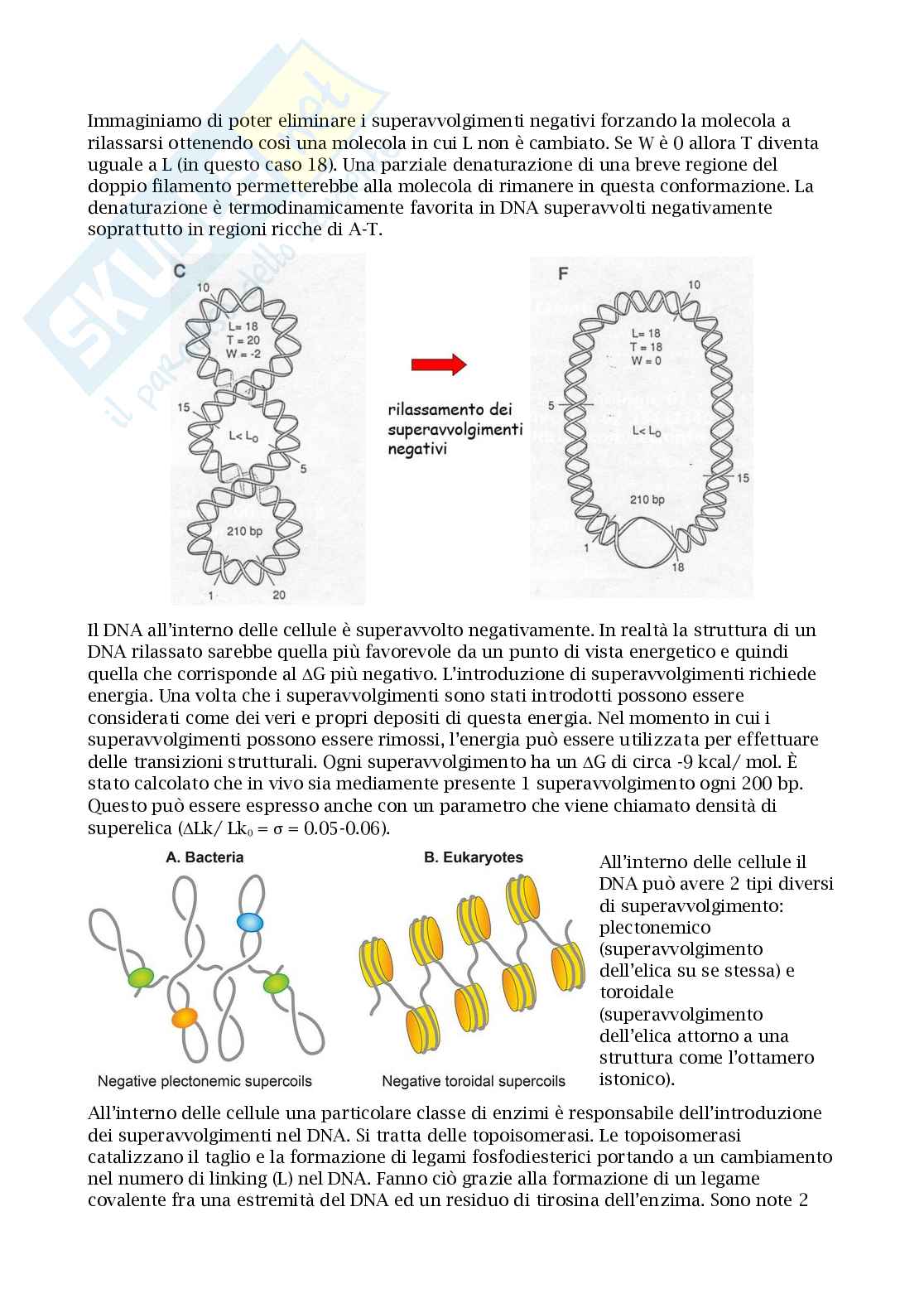 Appunti esame biologia molecolare Pag. 16