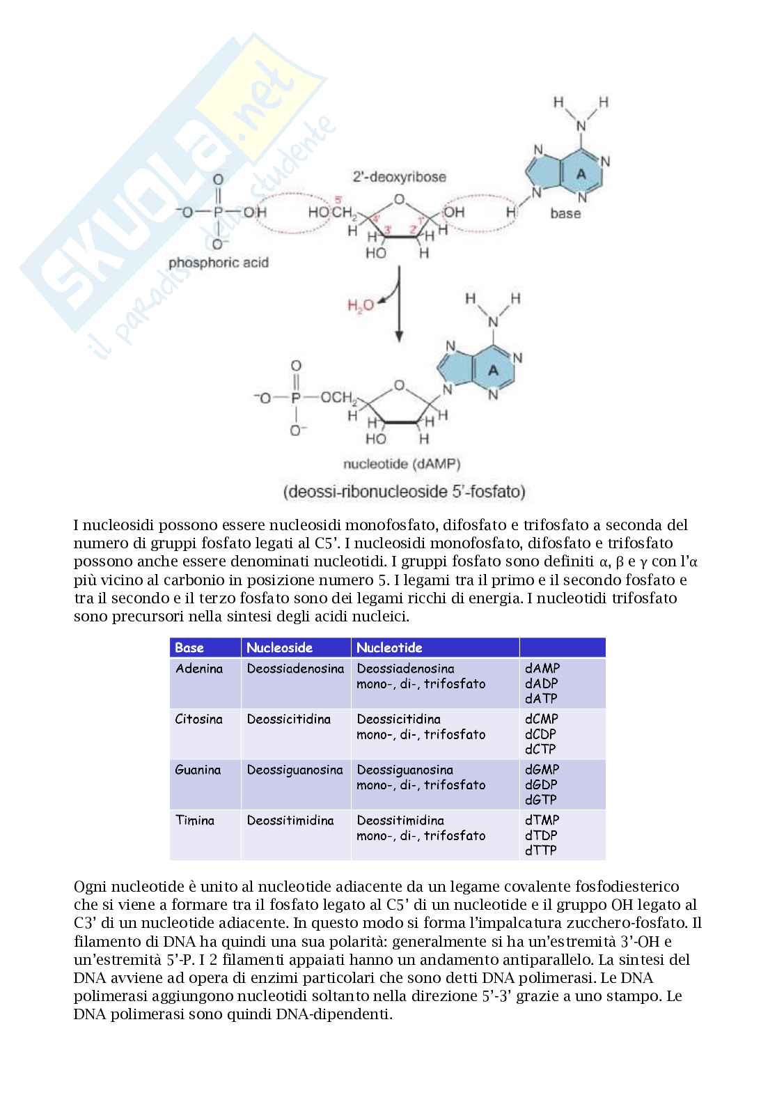 Appunti esame biologia molecolare Pag. 6