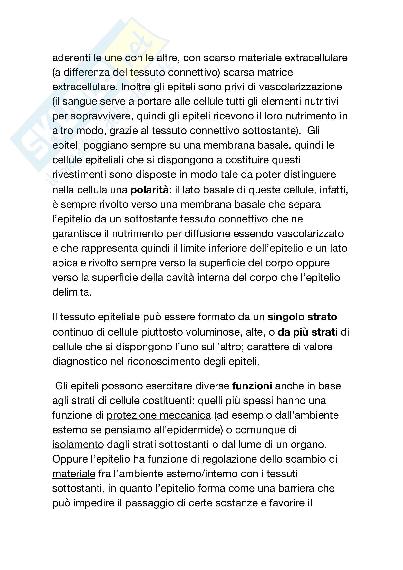 Tessuto epiteliale Pag. 2