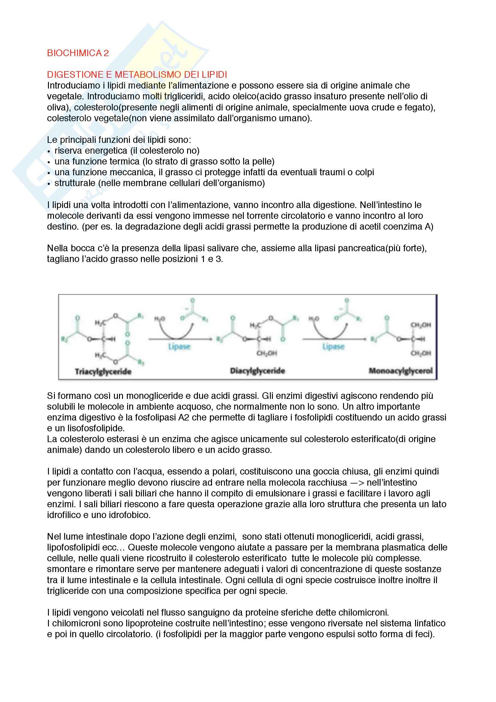 Scienze biomediche - metabolismo dei lipidi Pag. 1