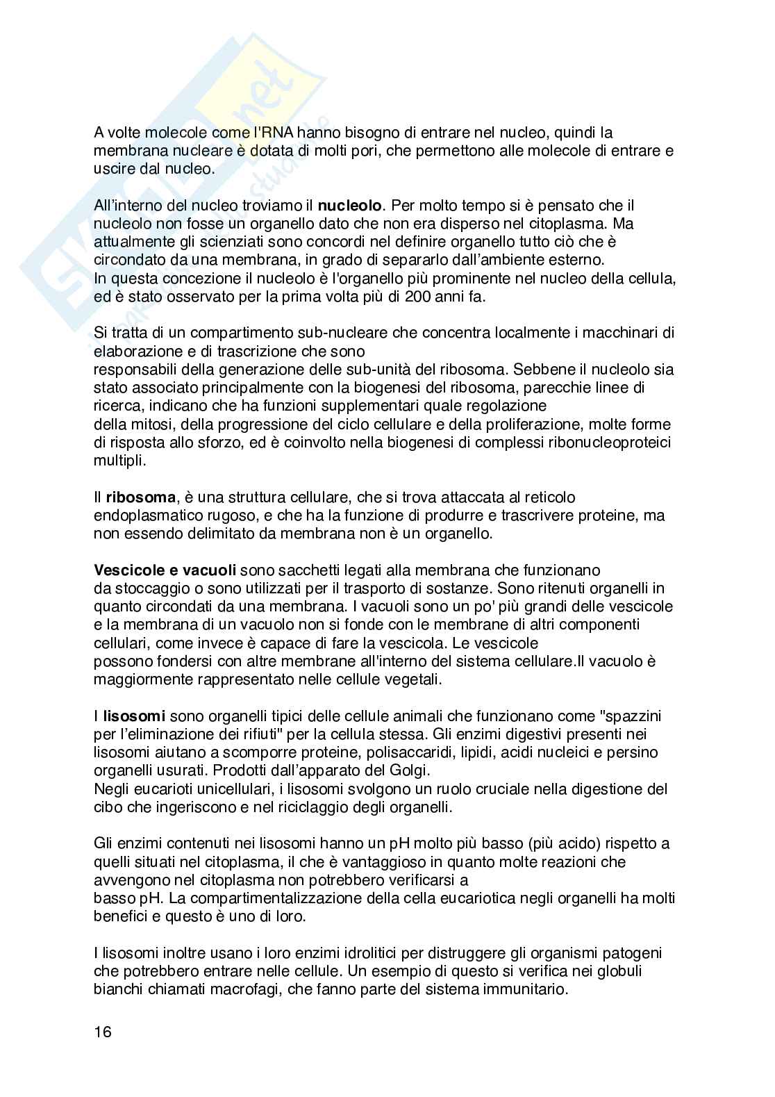 Appunti di Fisiologia umana  Pag. 16