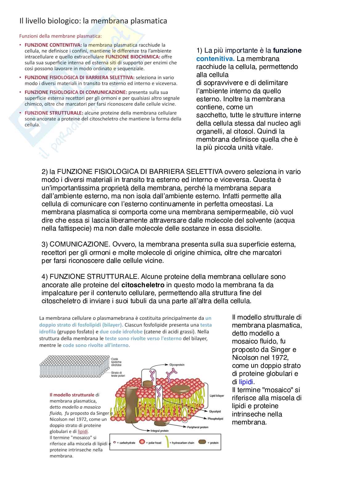 Appunti di Fisiologia umana  Pag. 21