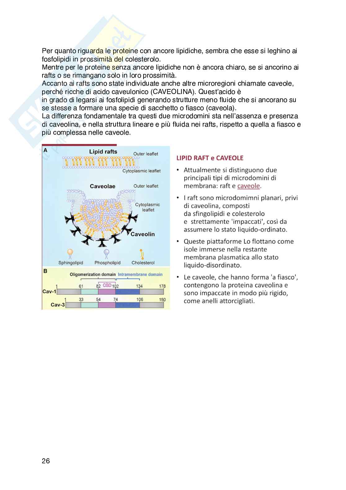 Appunti di Fisiologia umana  Pag. 26