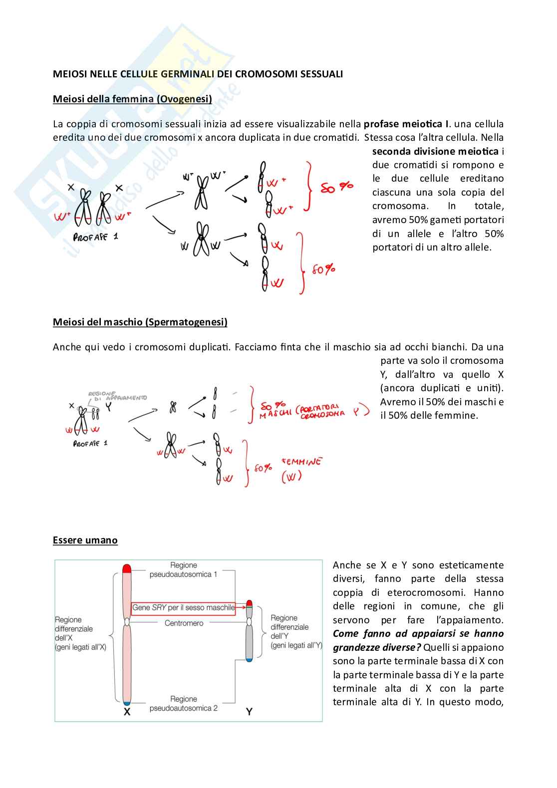 Genetica Pag. 31