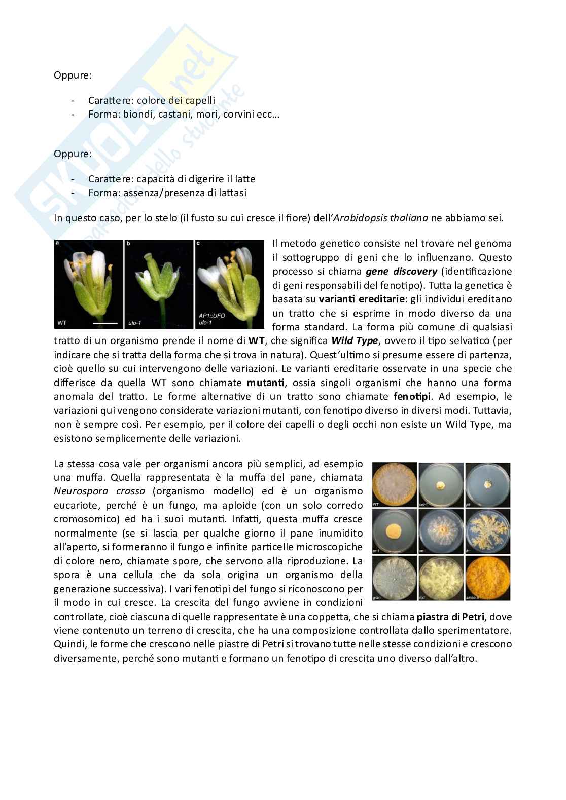 Genetica Pag. 6