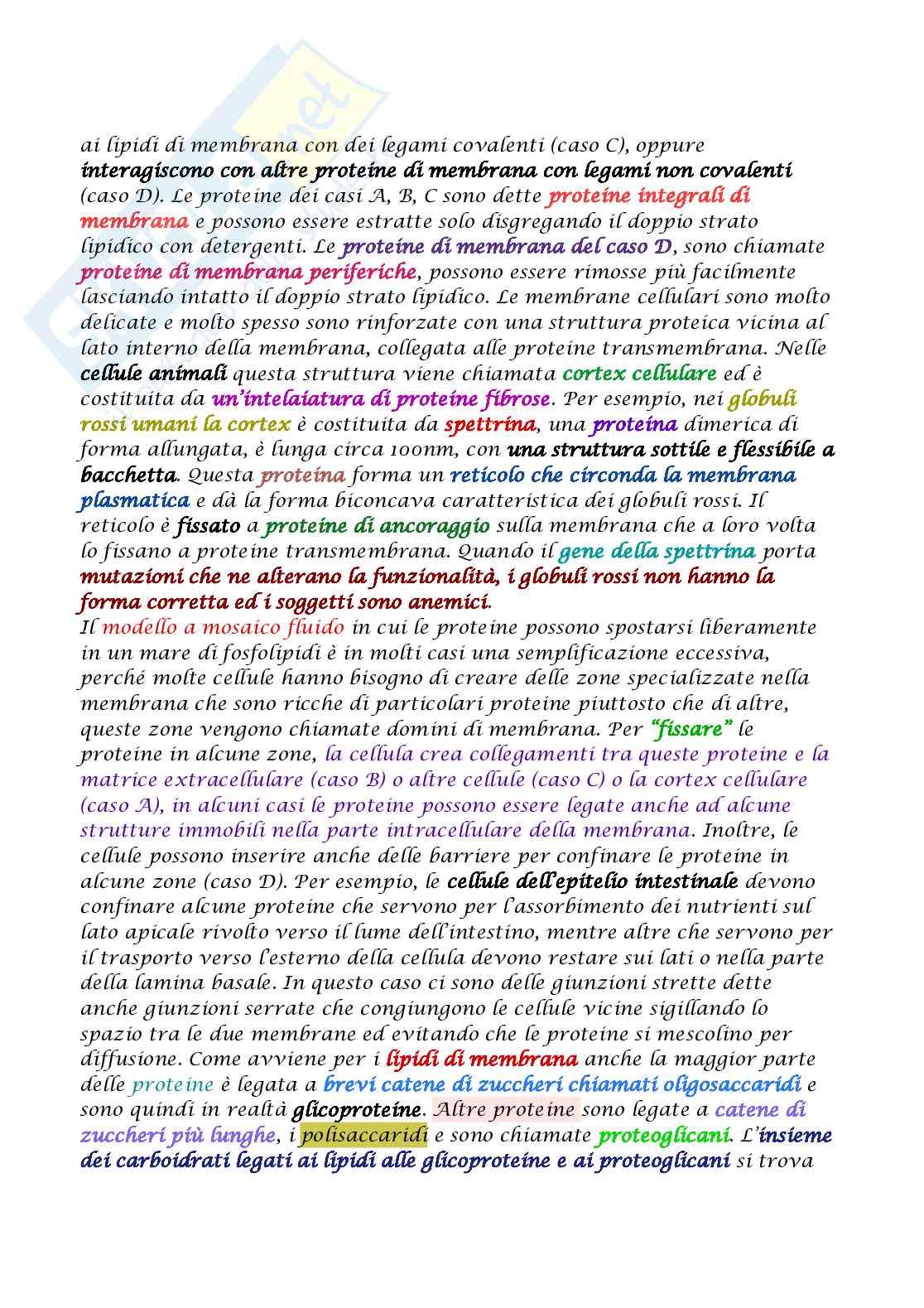 Appunti di Biologia molecolare Pag. 26