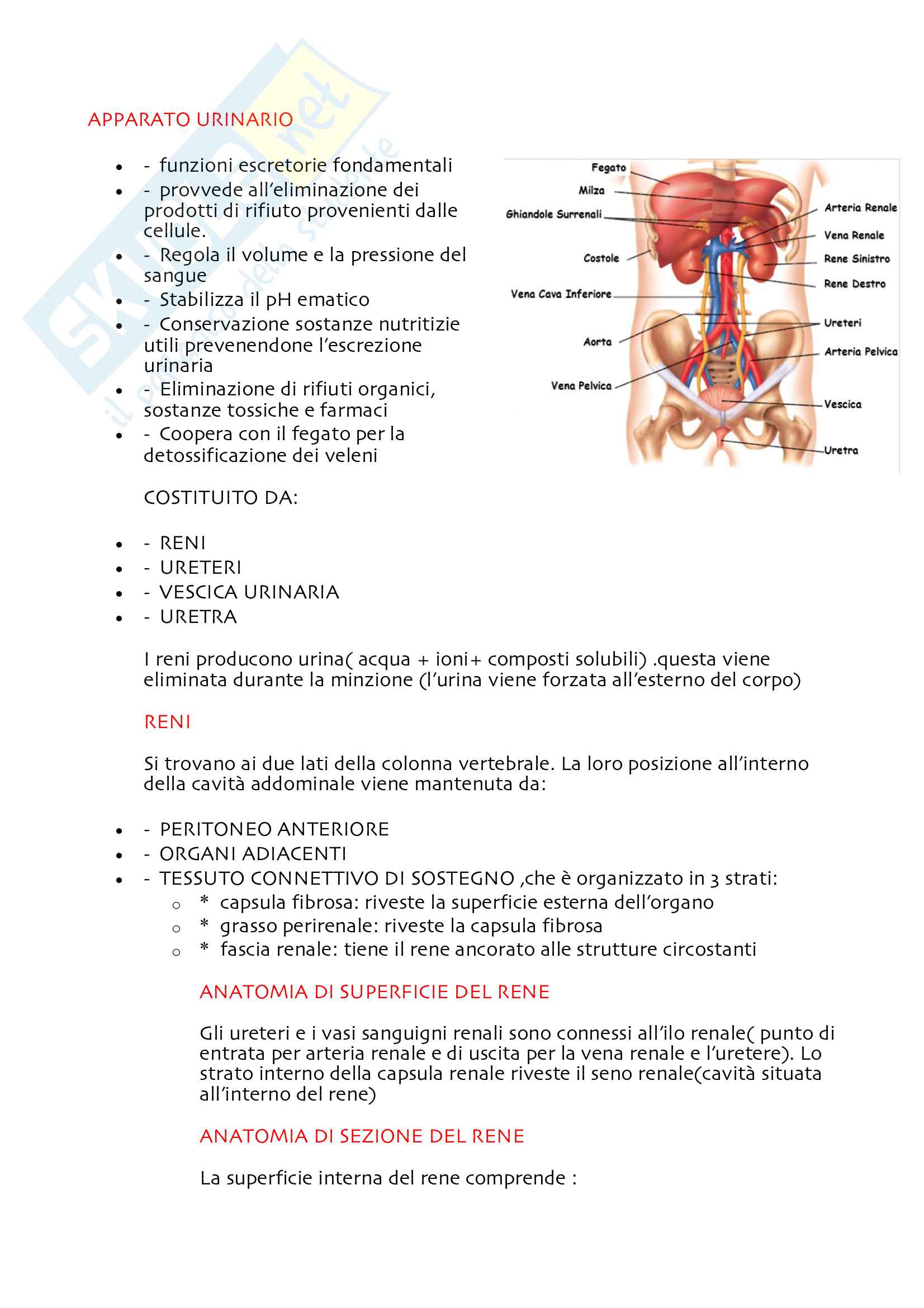 Apparato urinario e genitale Pag. 1