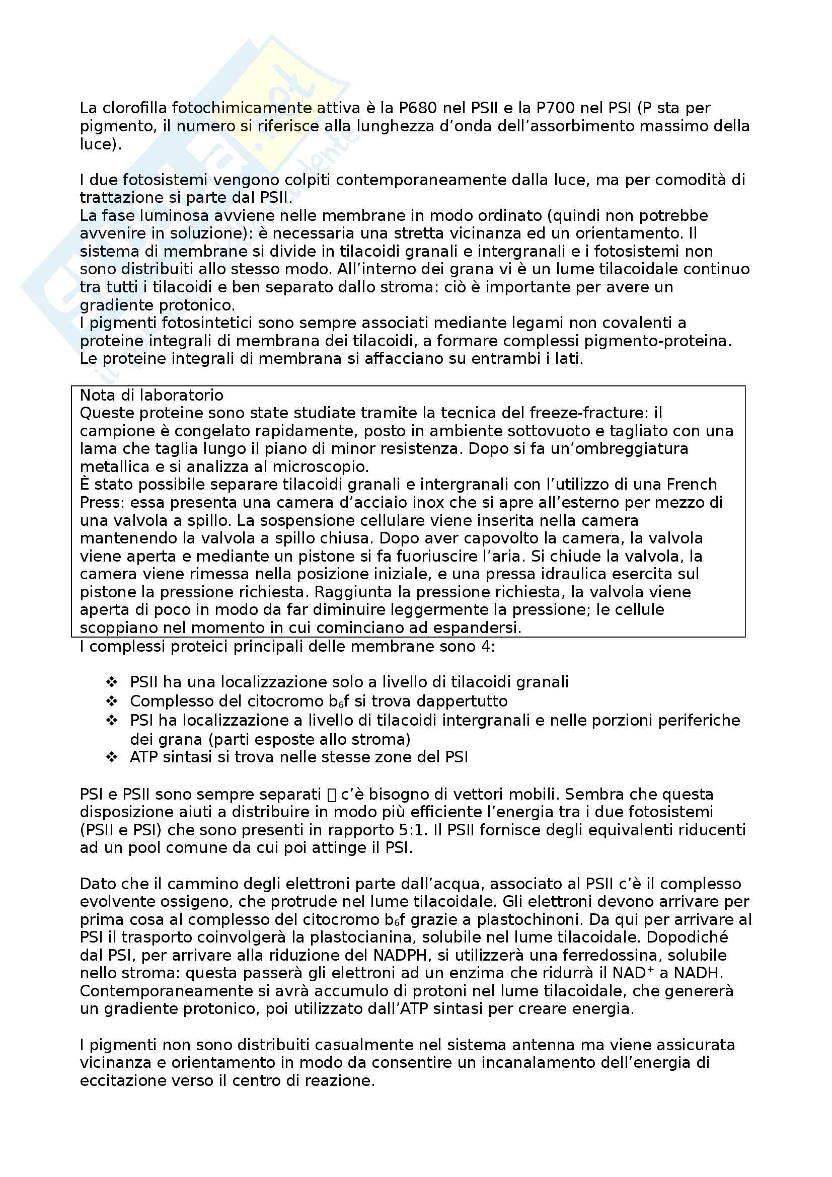 Fisiologia vegetale Pag. 11