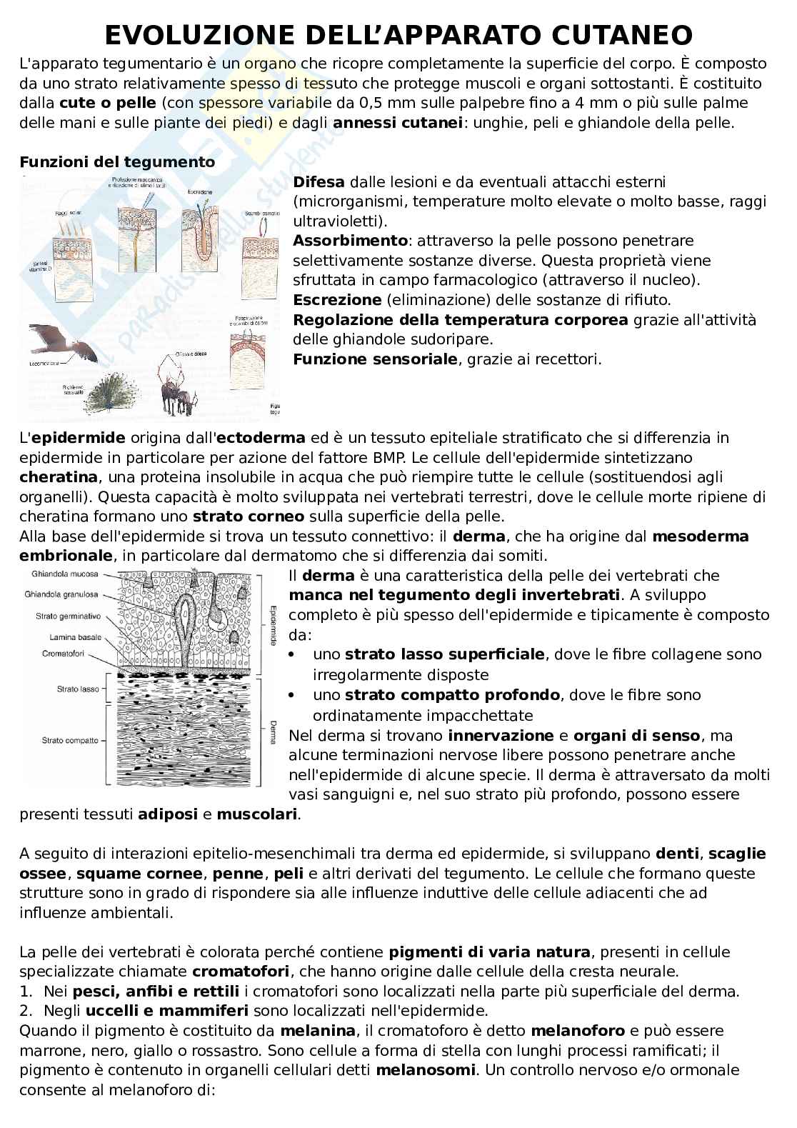Evoluzione dell'apparato cutaneo Pag. 1