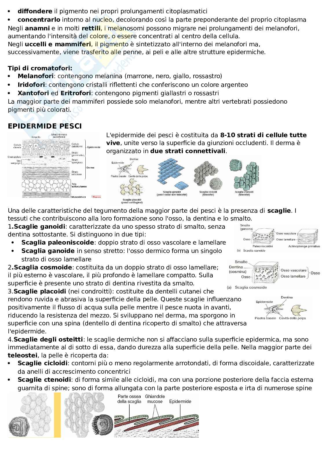 Evoluzione dell'apparato cutaneo Pag. 2