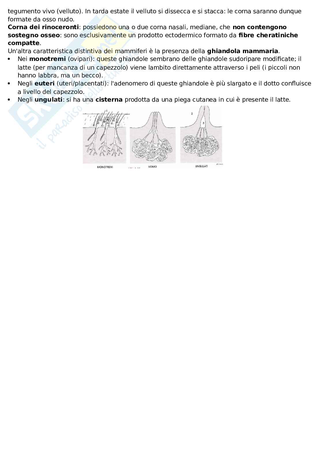 Evoluzione dell'apparato cutaneo Pag. 6