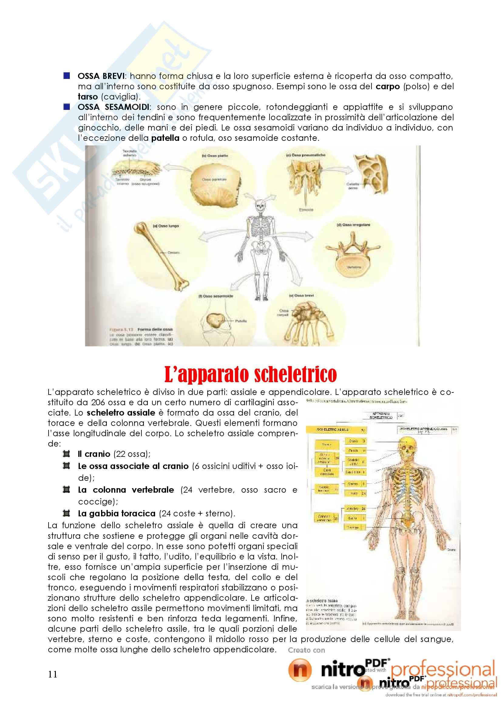 Struttura, morfologia e funzionamento del corpo umano I - Appunti Pag. 11