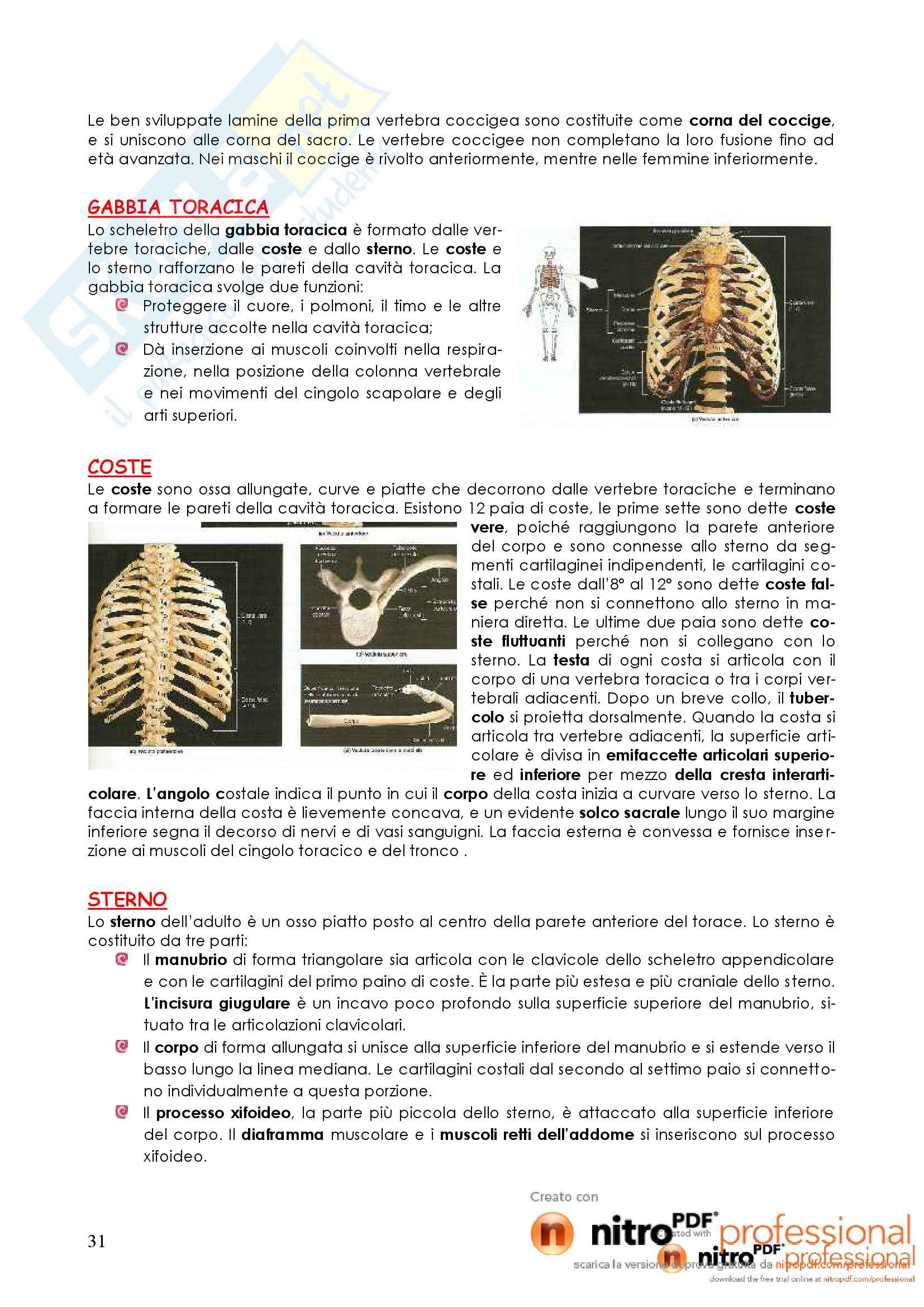 Struttura, morfologia e funzionamento del corpo umano I - Appunti Pag. 31