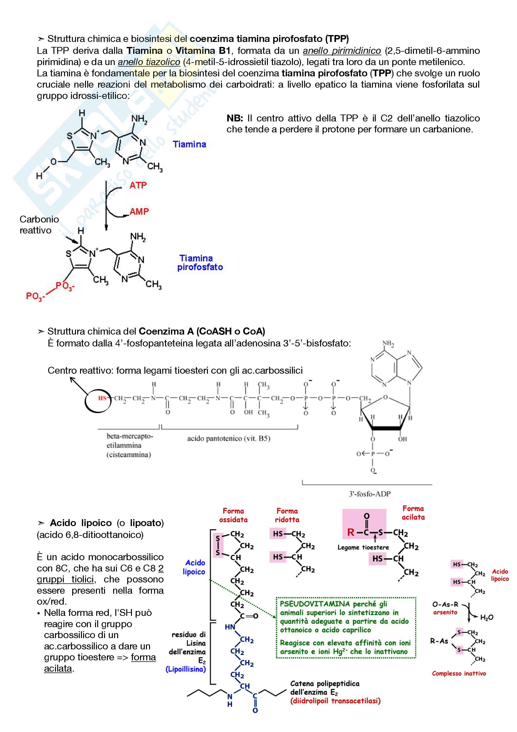 2.Metabolismo energetico Pag. 6