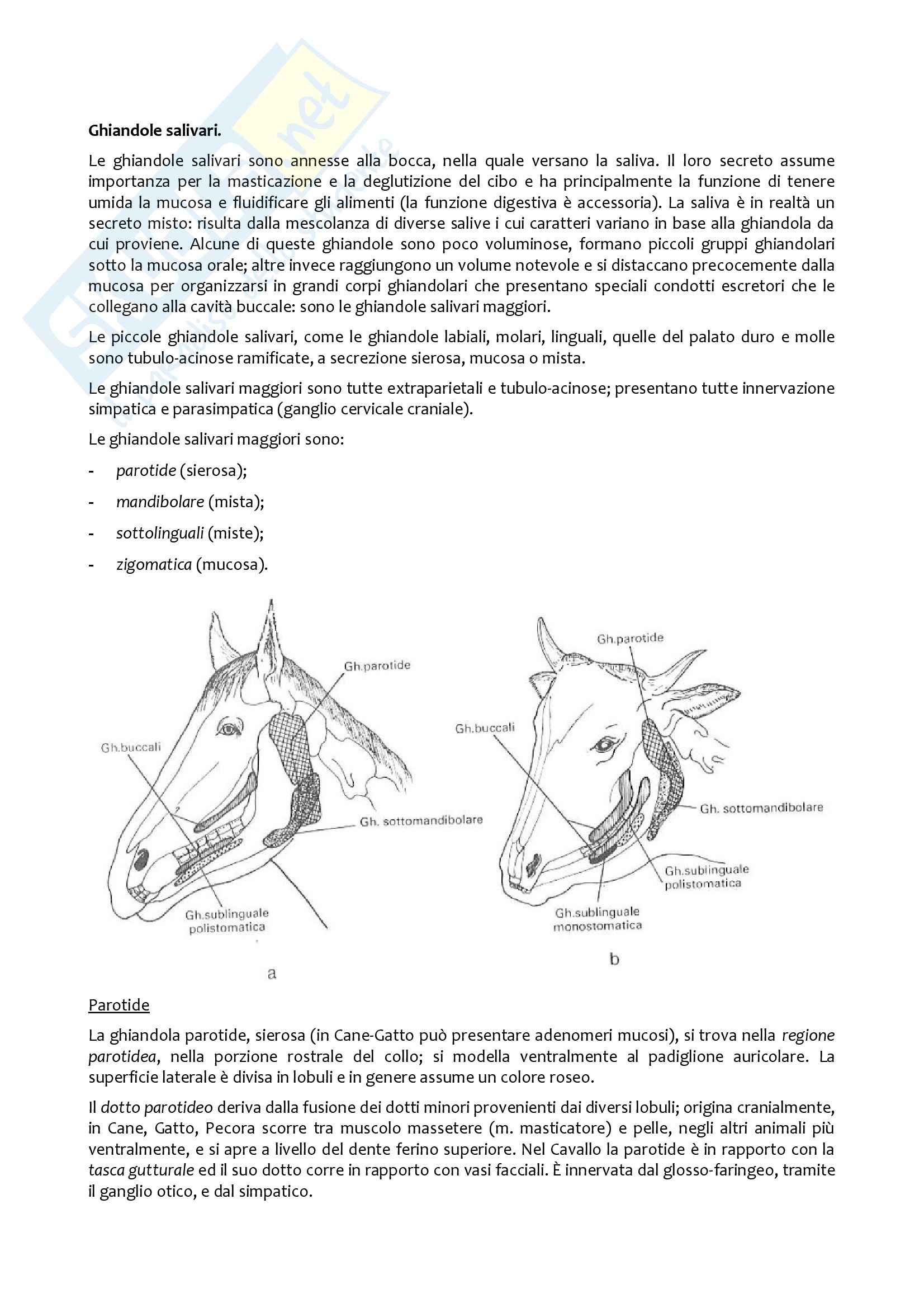 Apparato Digerente, Anatomia con elementi di istologia Pag. 16
