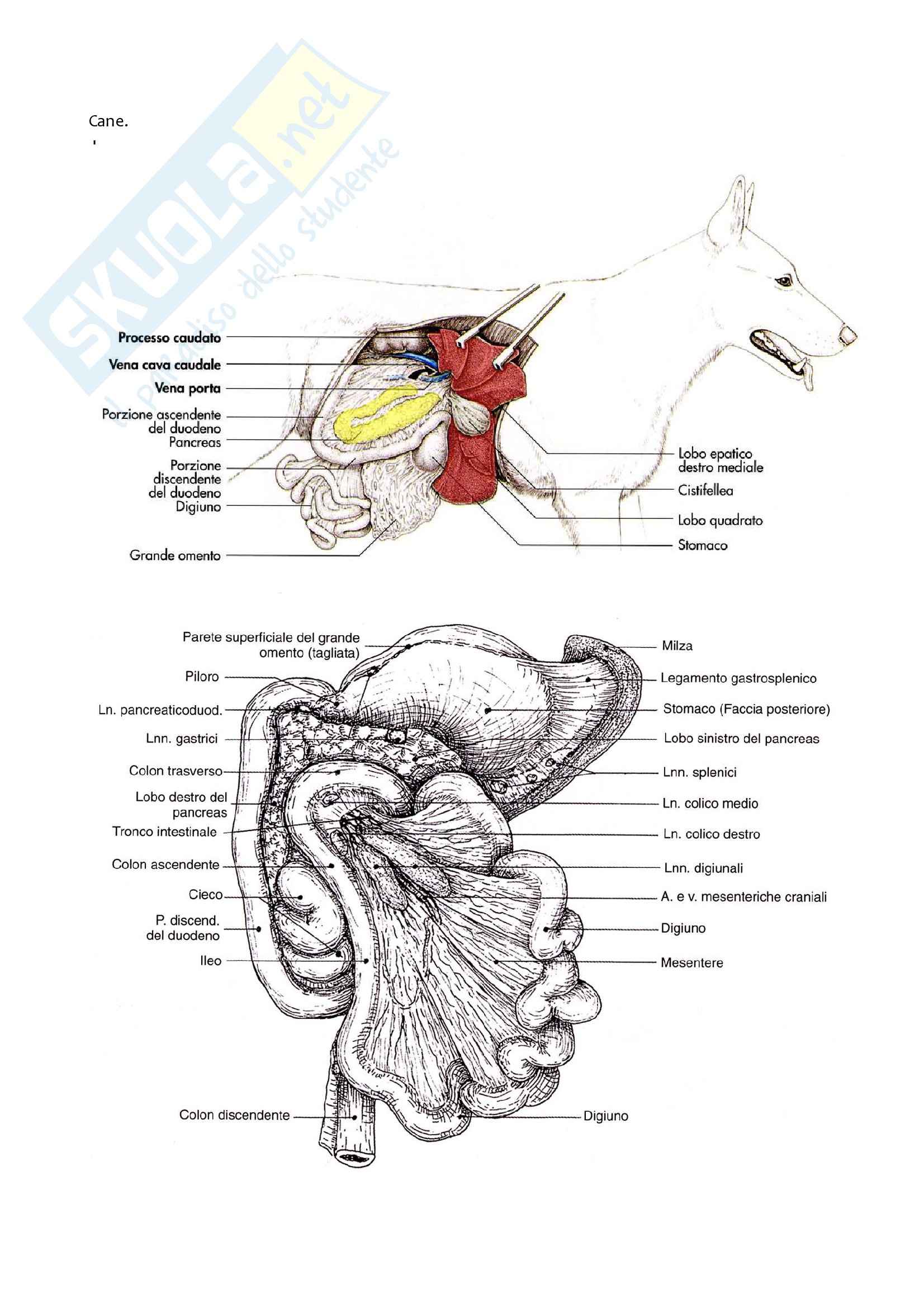 Apparato Digerente, Anatomia con elementi di istologia Pag. 56