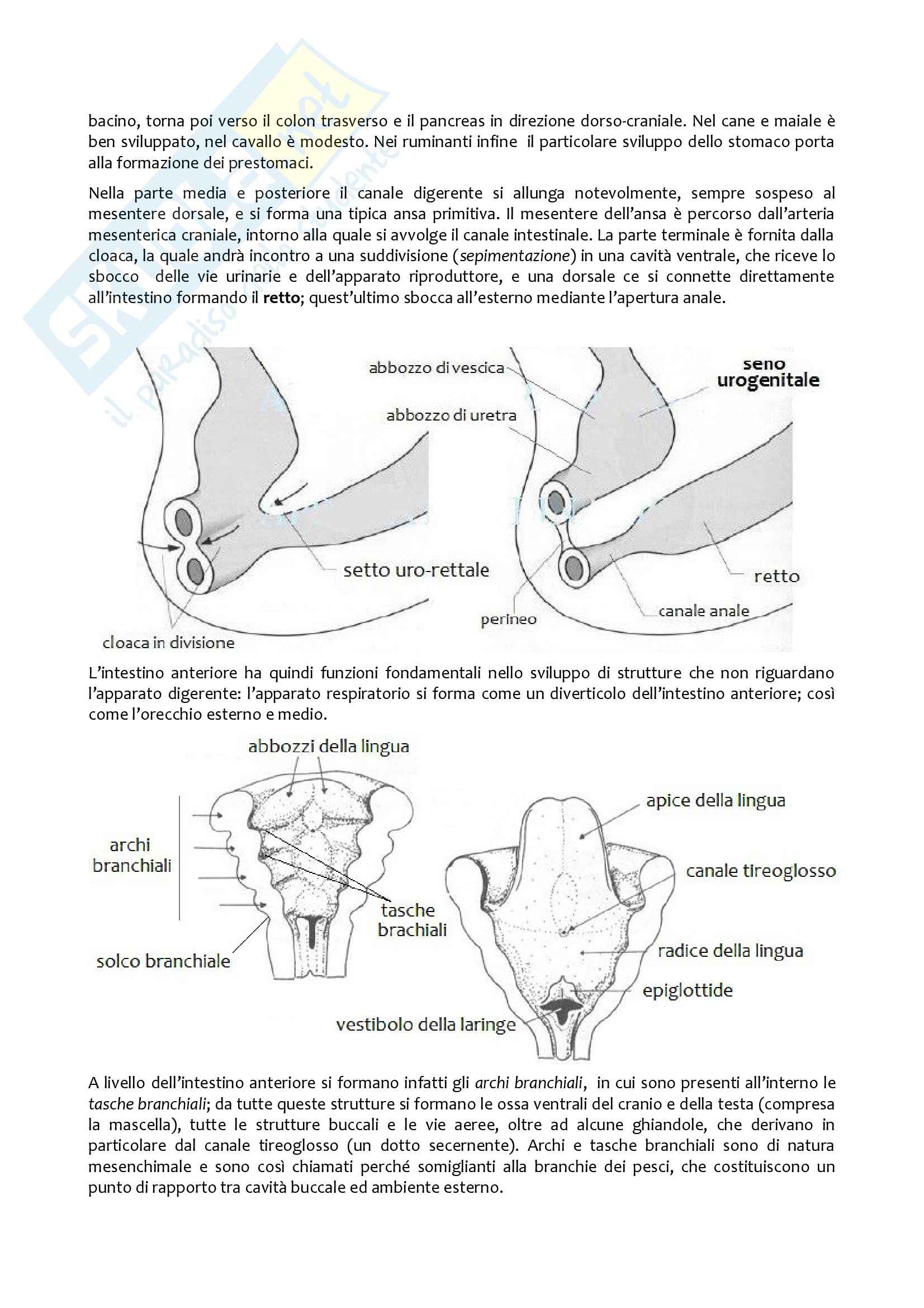 Apparato Digerente, Anatomia con elementi di istologia Pag. 6