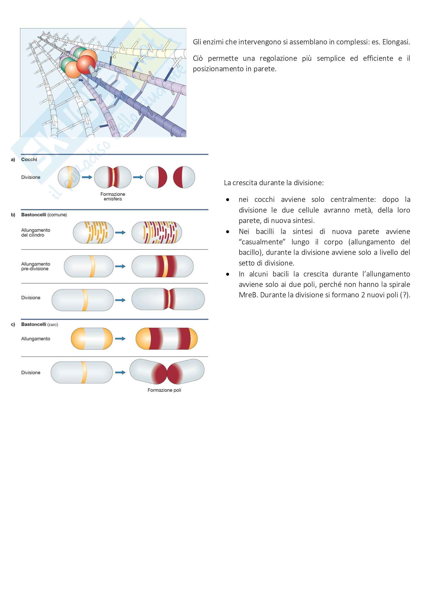 Appunti microbiologia - 505 pagine Pag. 36