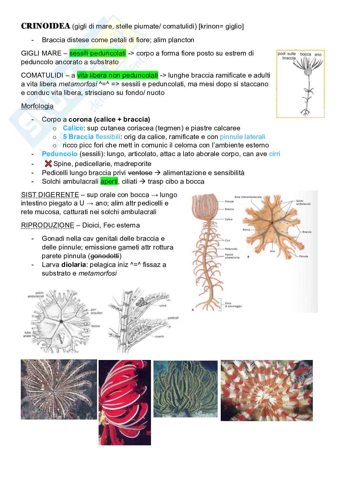 Zoologia sistematica  Pag. 11