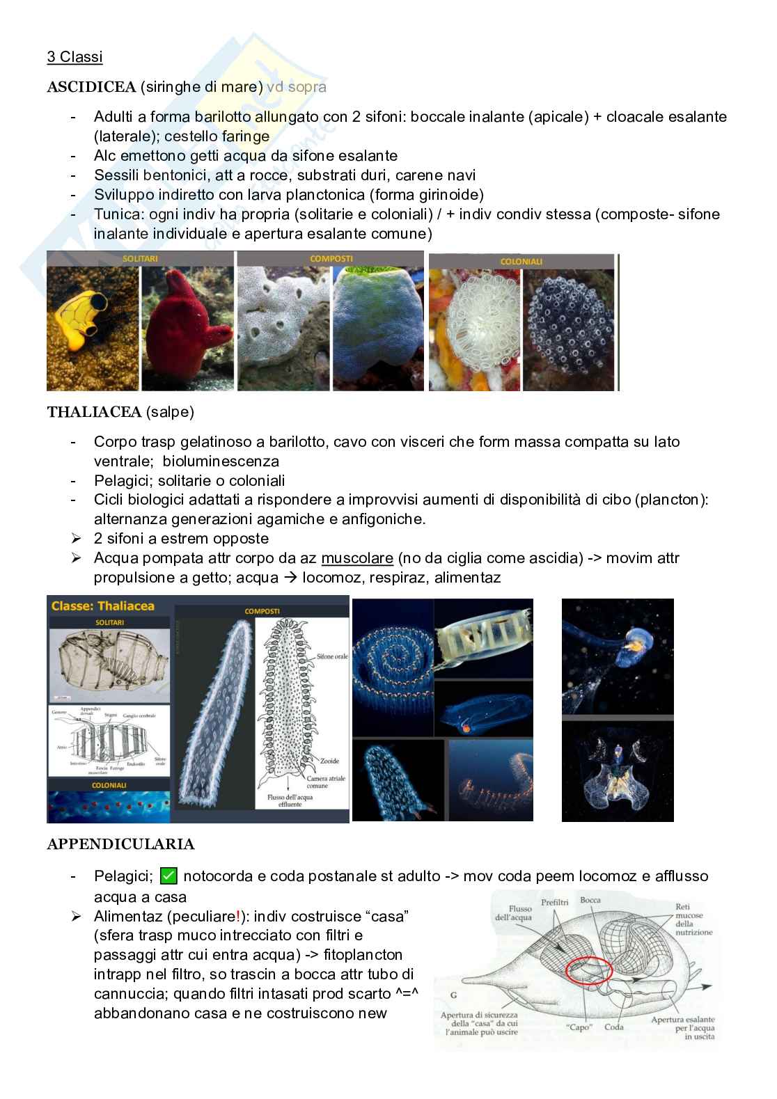 Zoologia sistematica  Pag. 16