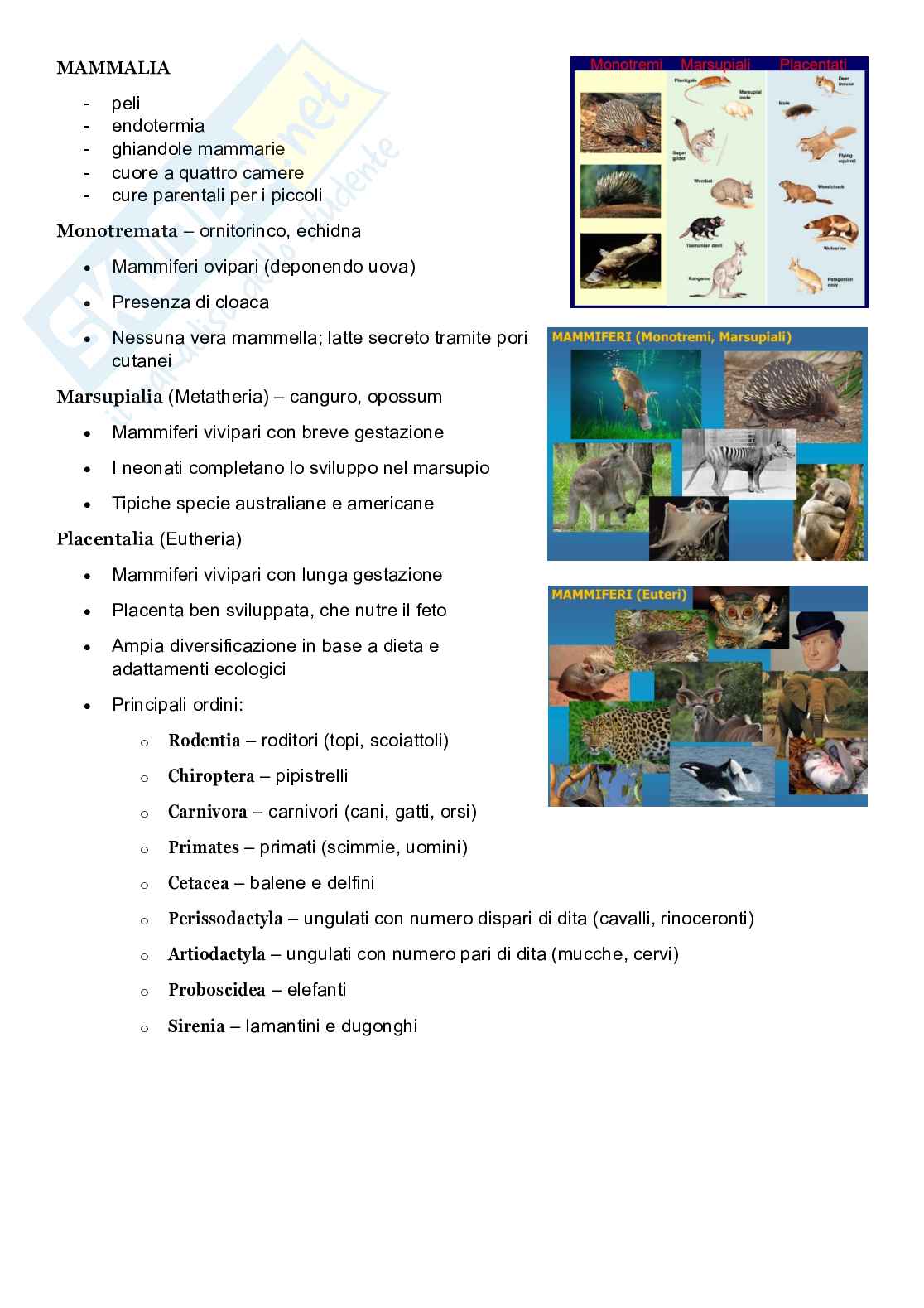 Zoologia sistematica  Pag. 31