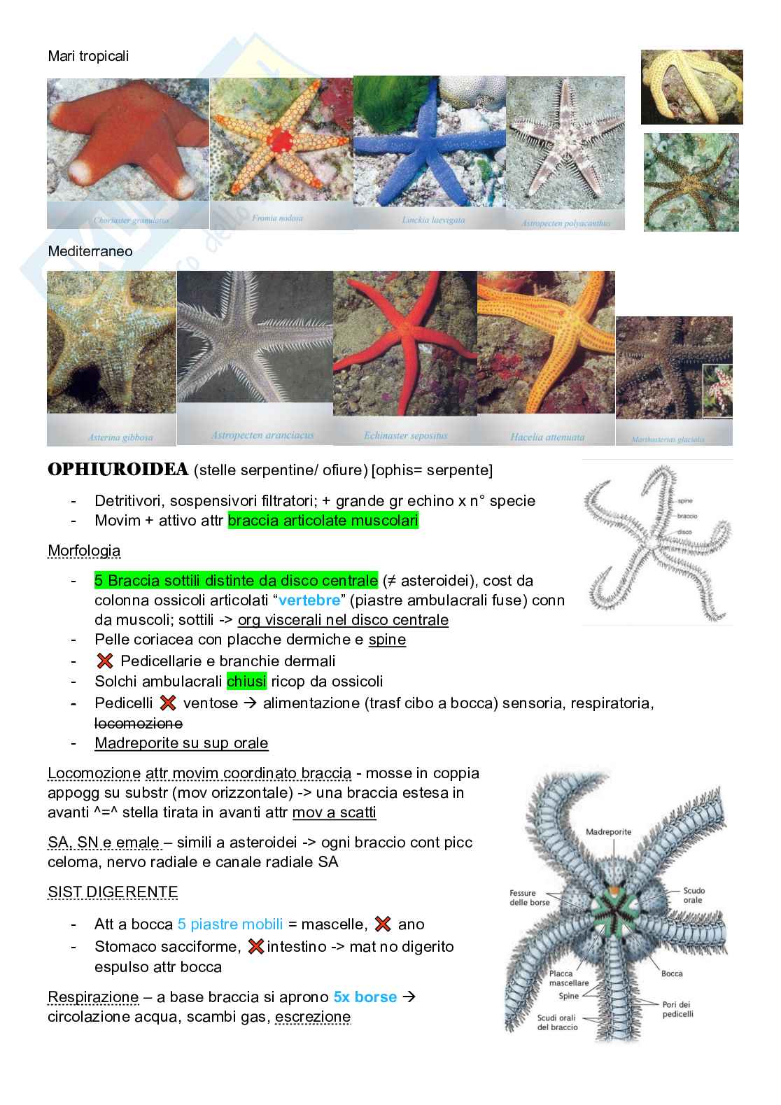 Zoologia sistematica  Pag. 6