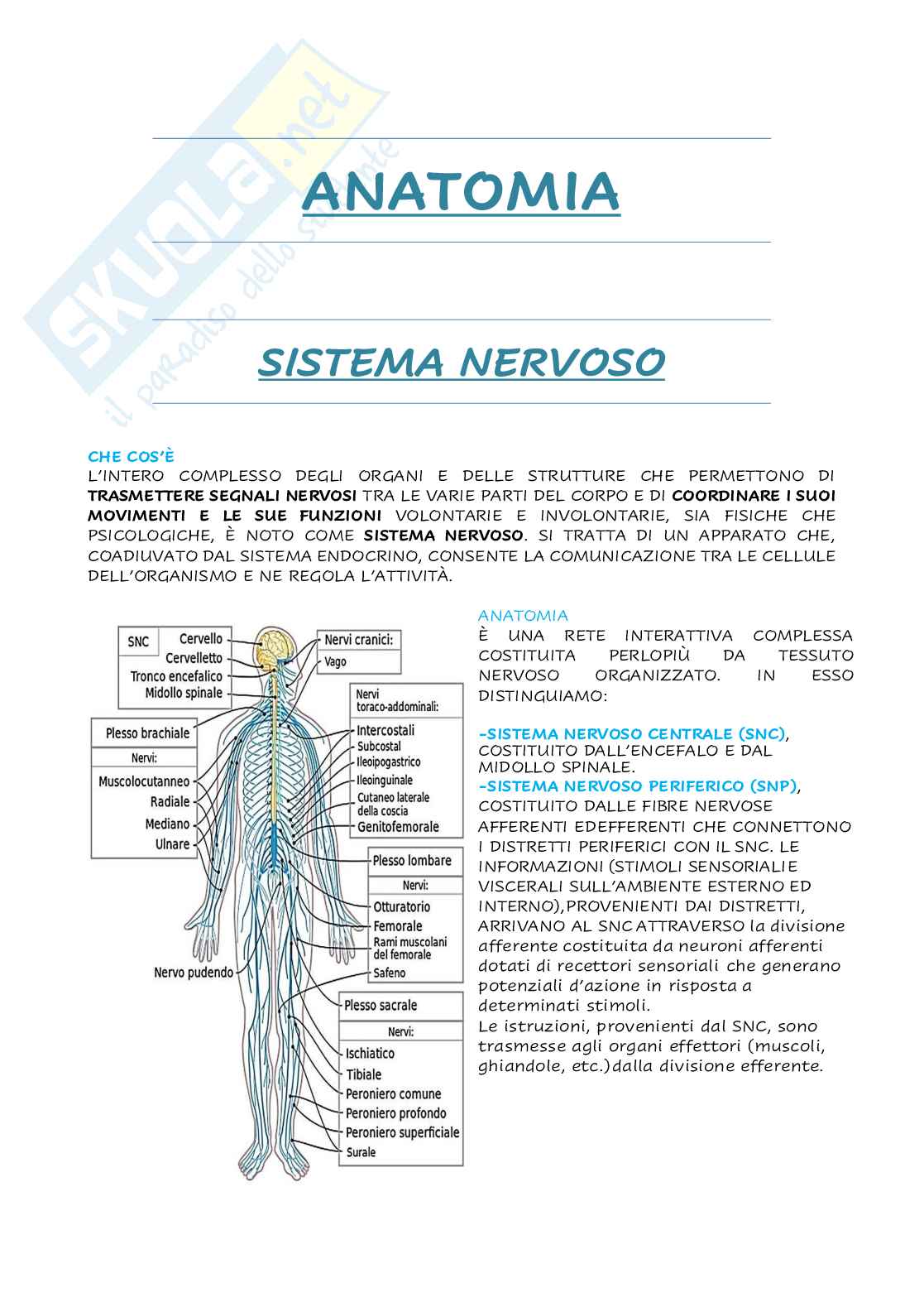 Anatomia - Organi e sistemi  Pag. 1
