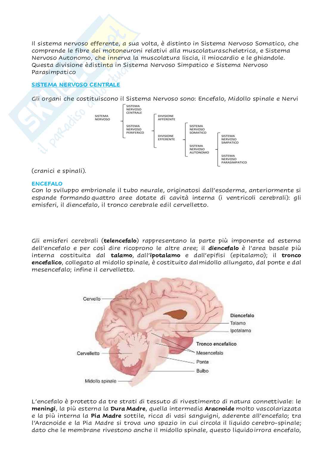 Anatomia - Organi e sistemi  Pag. 2