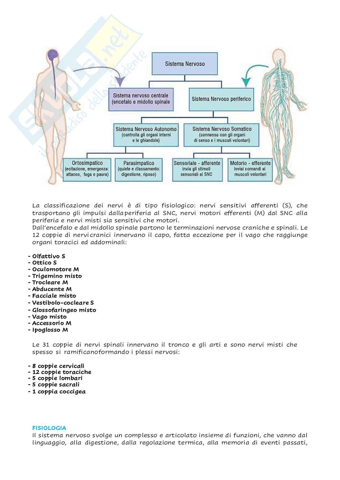 Anatomia - Organi e sistemi  Pag. 6