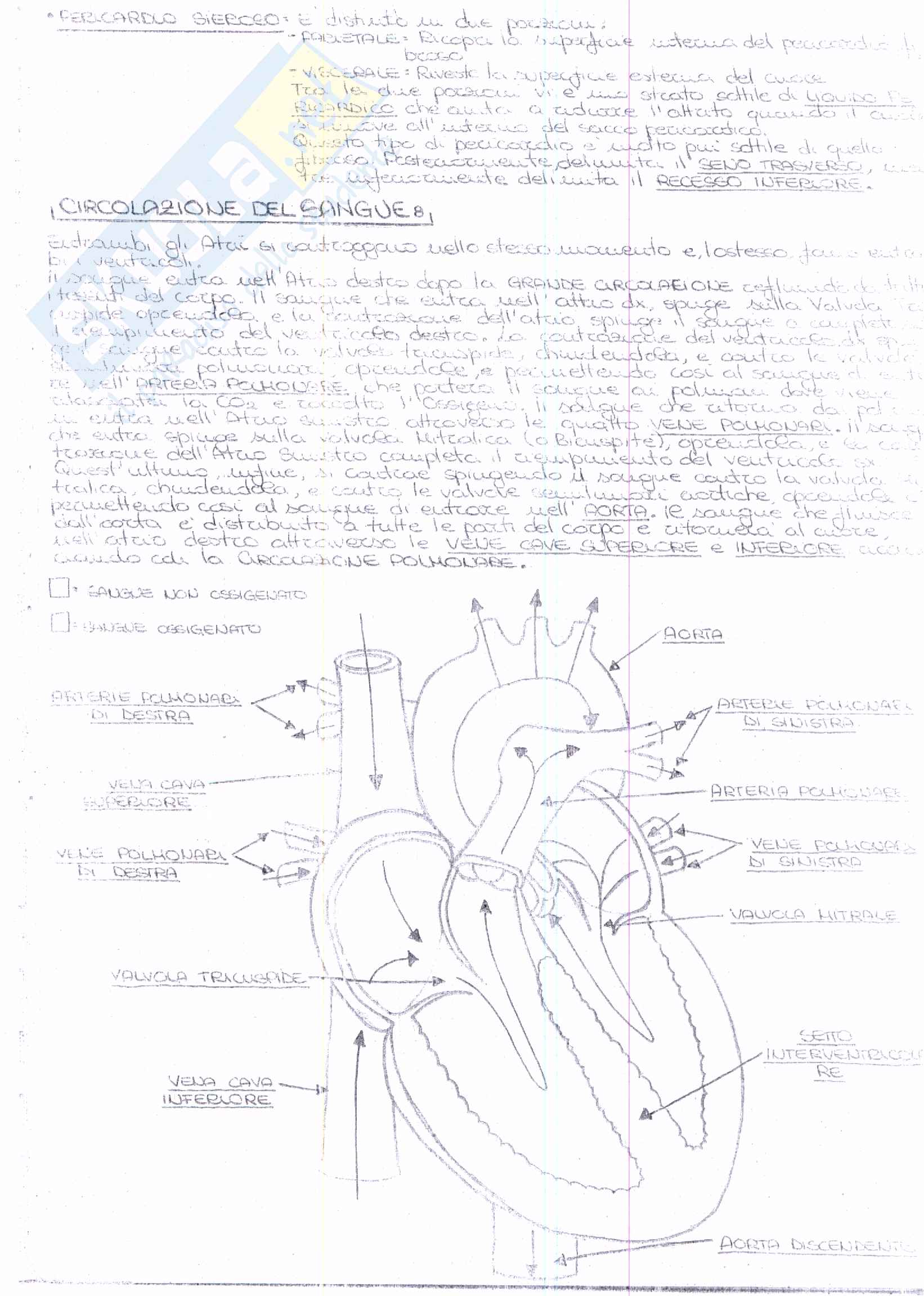 3° esonero anatomia Pag. 6