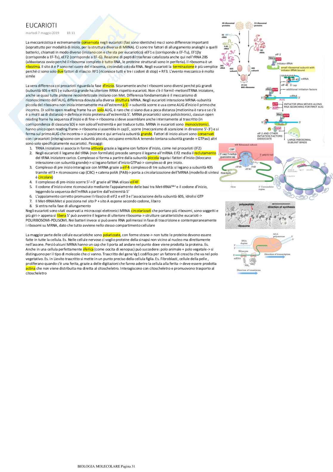 Biologia molecolare  Pag. 31