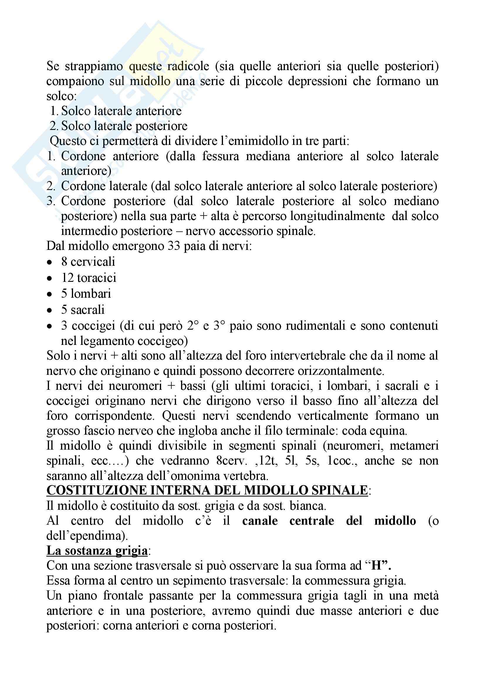 Fisiologia – Midollo spinale Pag. 2