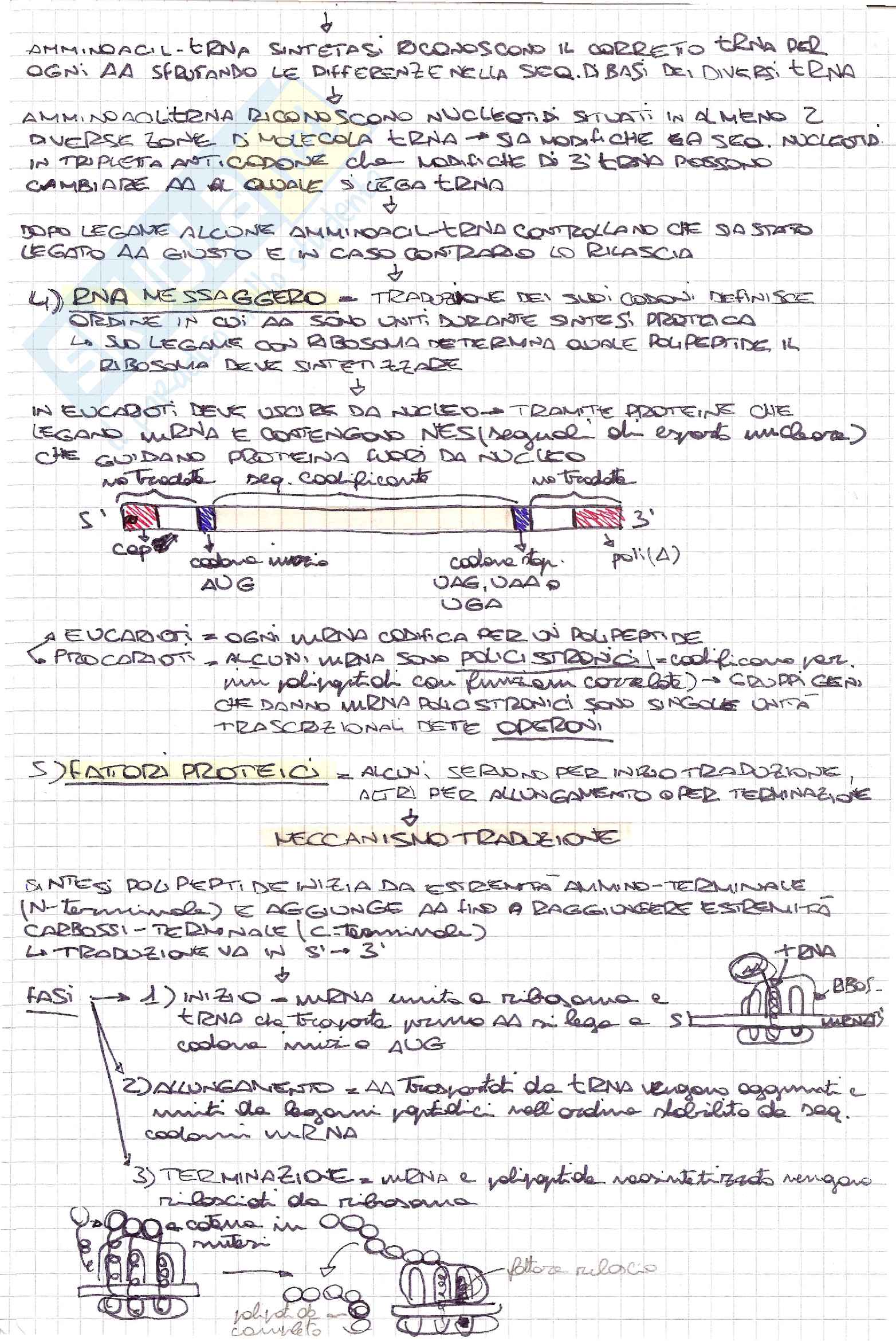 Schemi di biologia generale e cellulare per l'esame della prof. Patrizia Limonta su sintesi e smistamento proteine Pag. 2