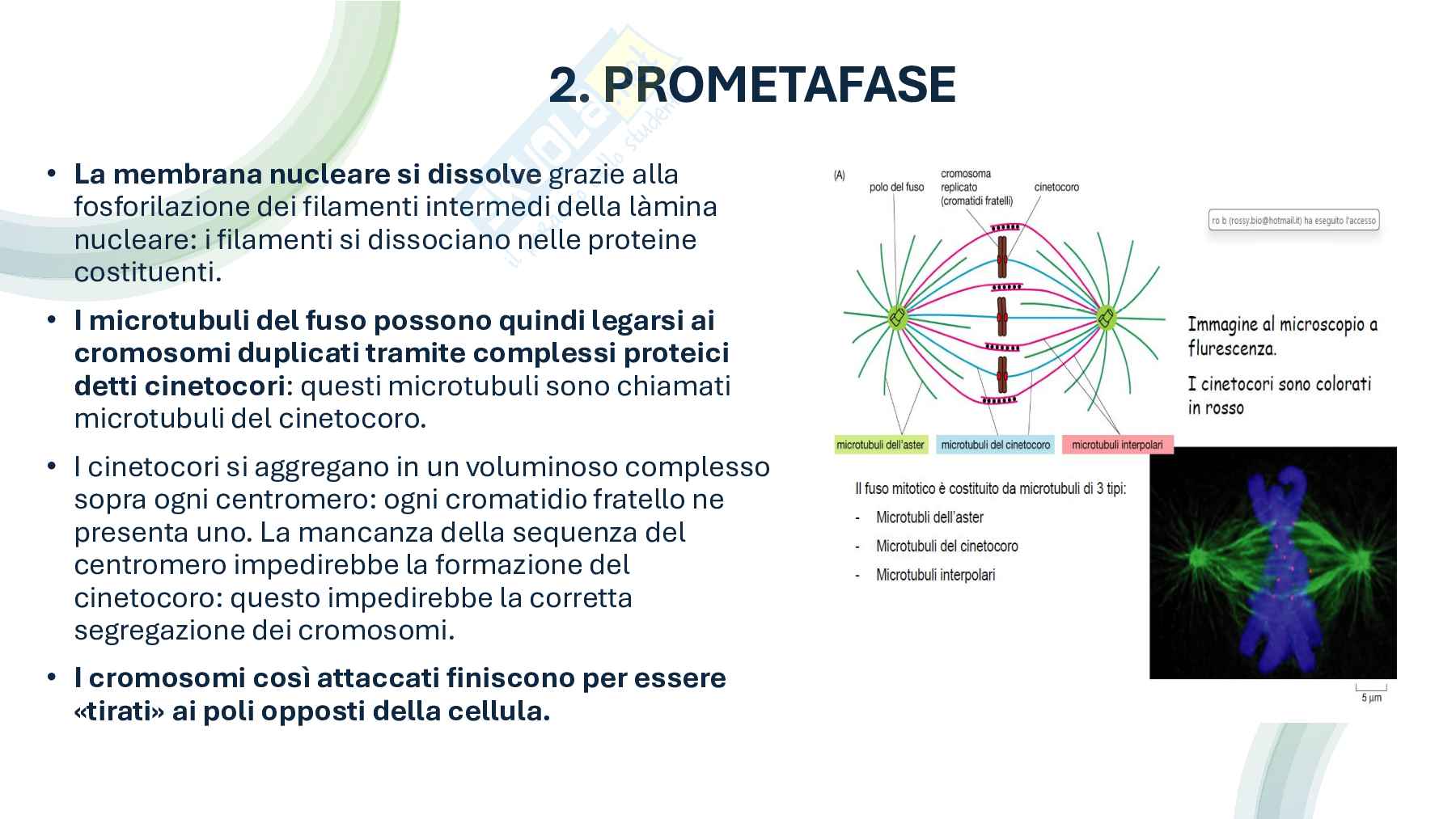 Divisione cellulare: scissione binaria nei batteri e mitosi negli eucarioti Pag. 16