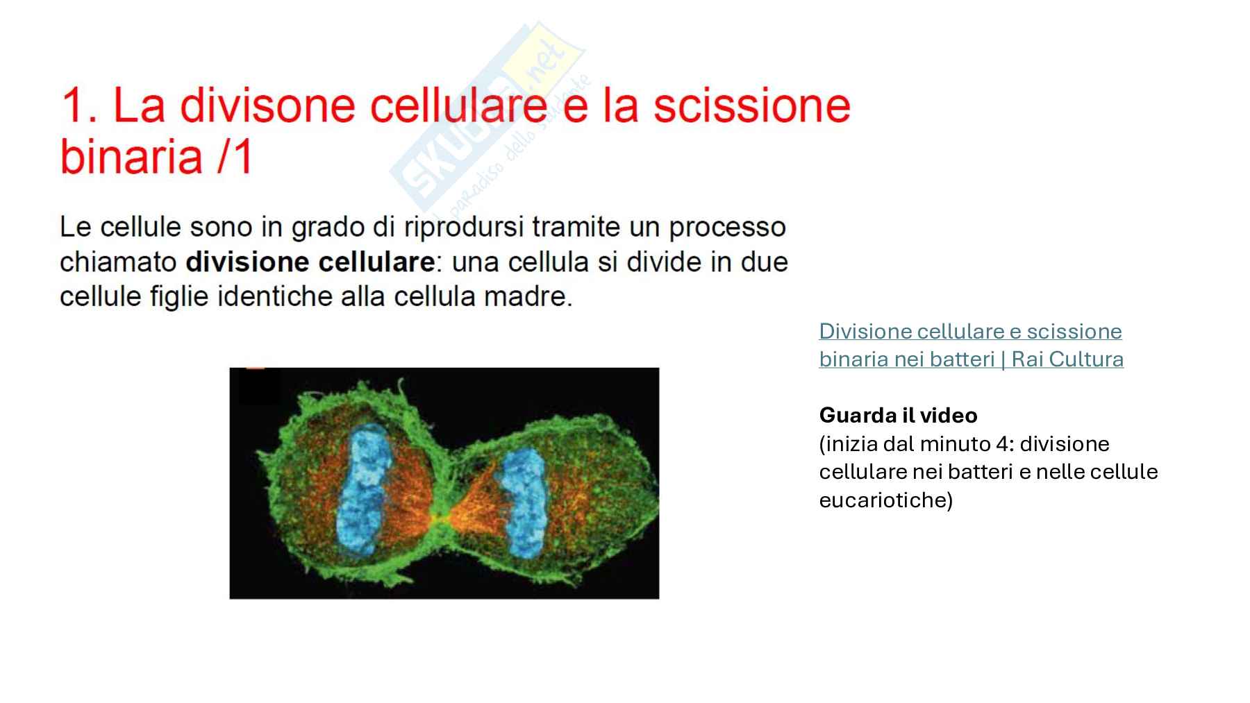 Divisione cellulare: scissione binaria nei batteri e mitosi negli eucarioti Pag. 2