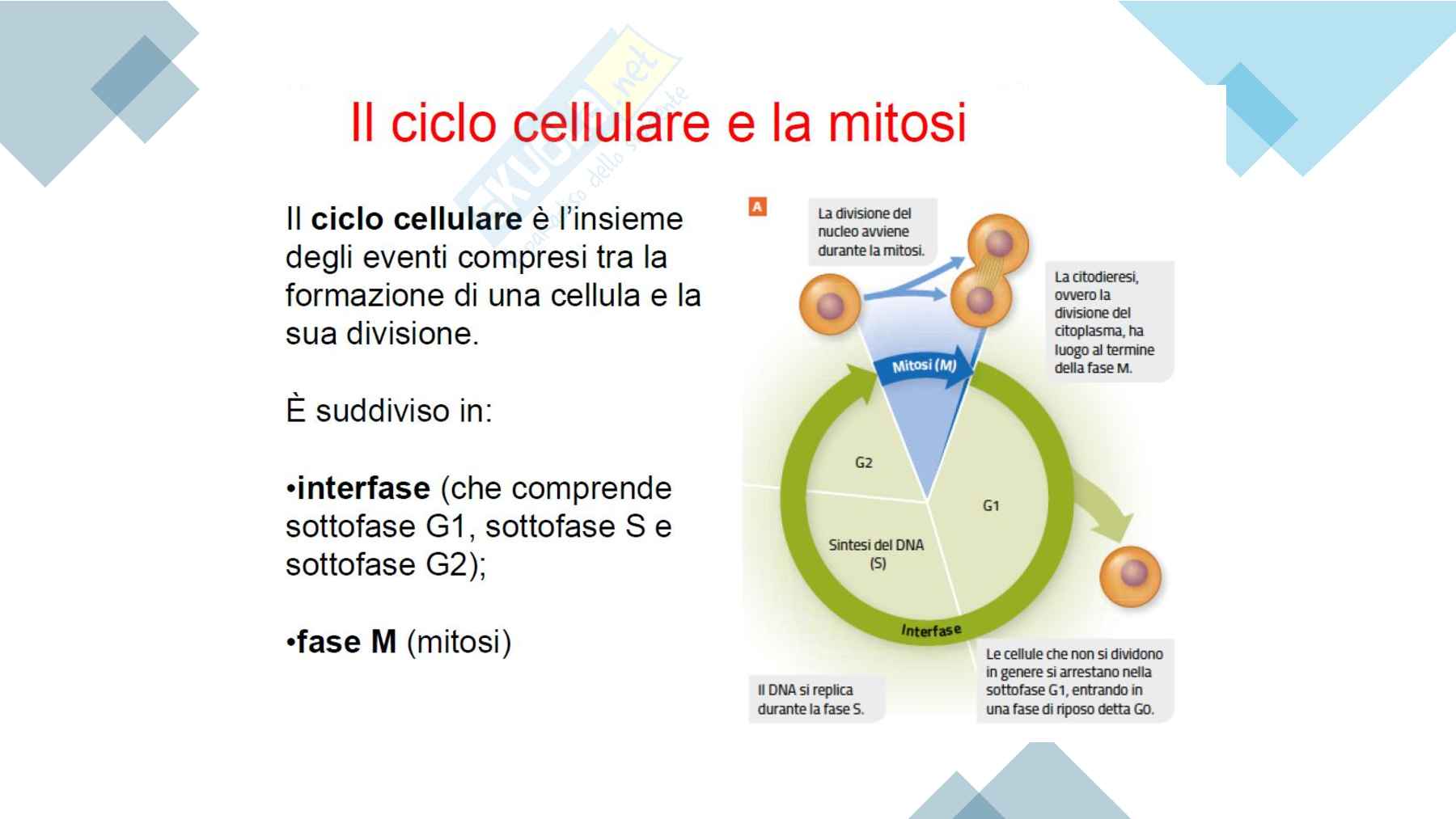 Divisione cellulare: scissione binaria nei batteri e mitosi negli eucarioti Pag. 6