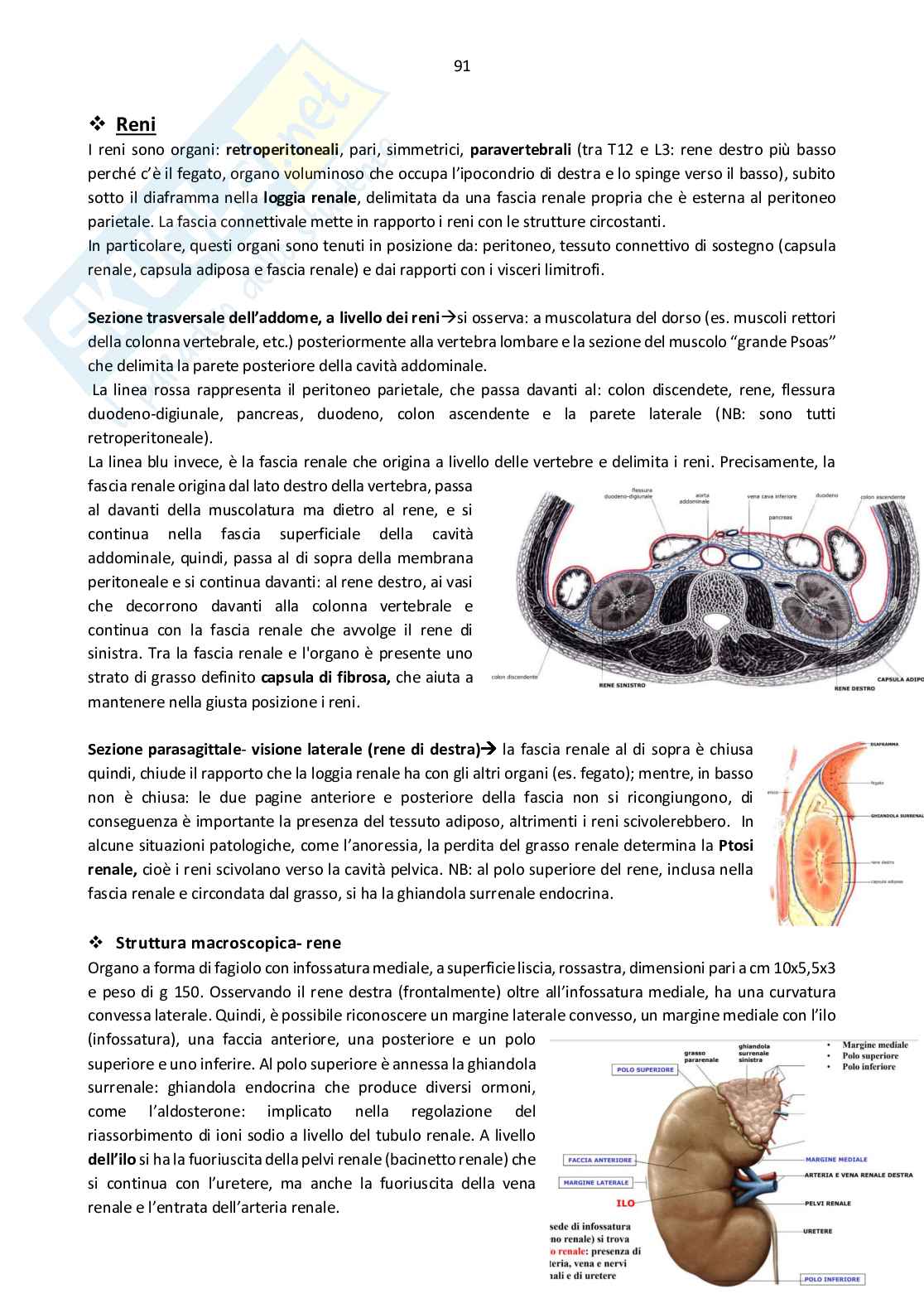 Appunti Anatomia umana Pag. 91