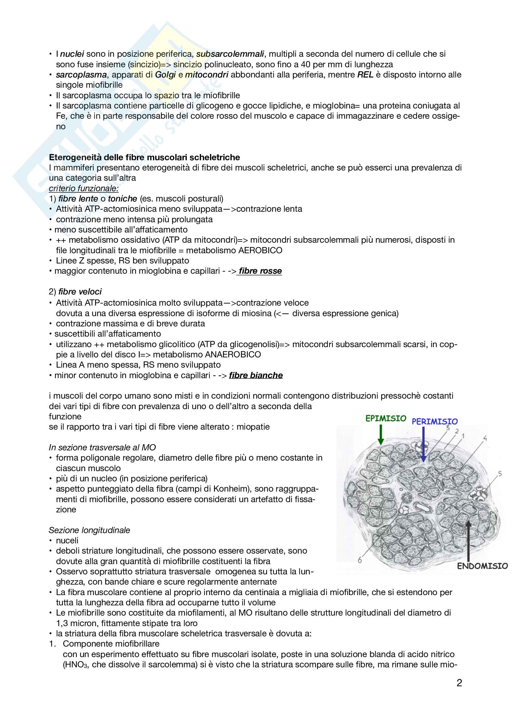 Tessuto muscolare Pag. 2