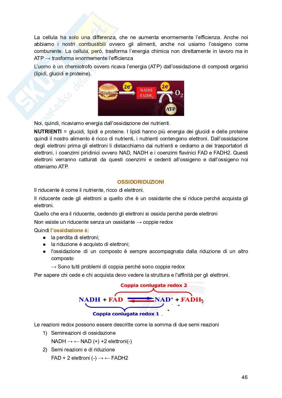 Biochimica generale e dello sport Pag. 46