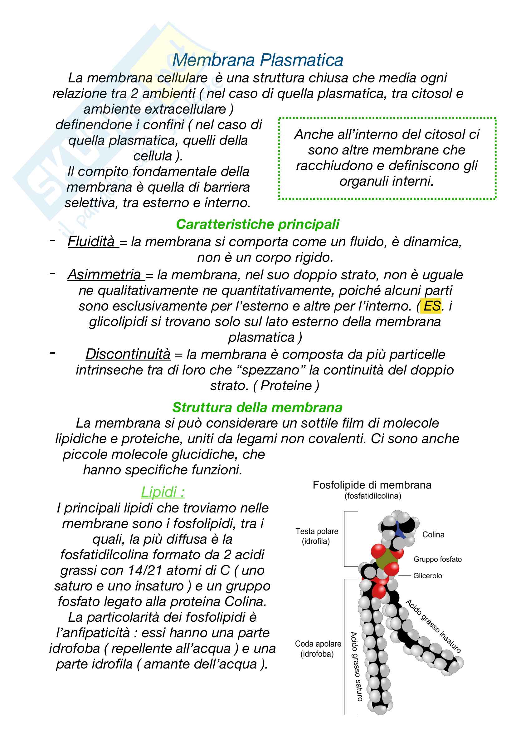 Membrana Plasmatica: Appunti di Citologia Pag. 1