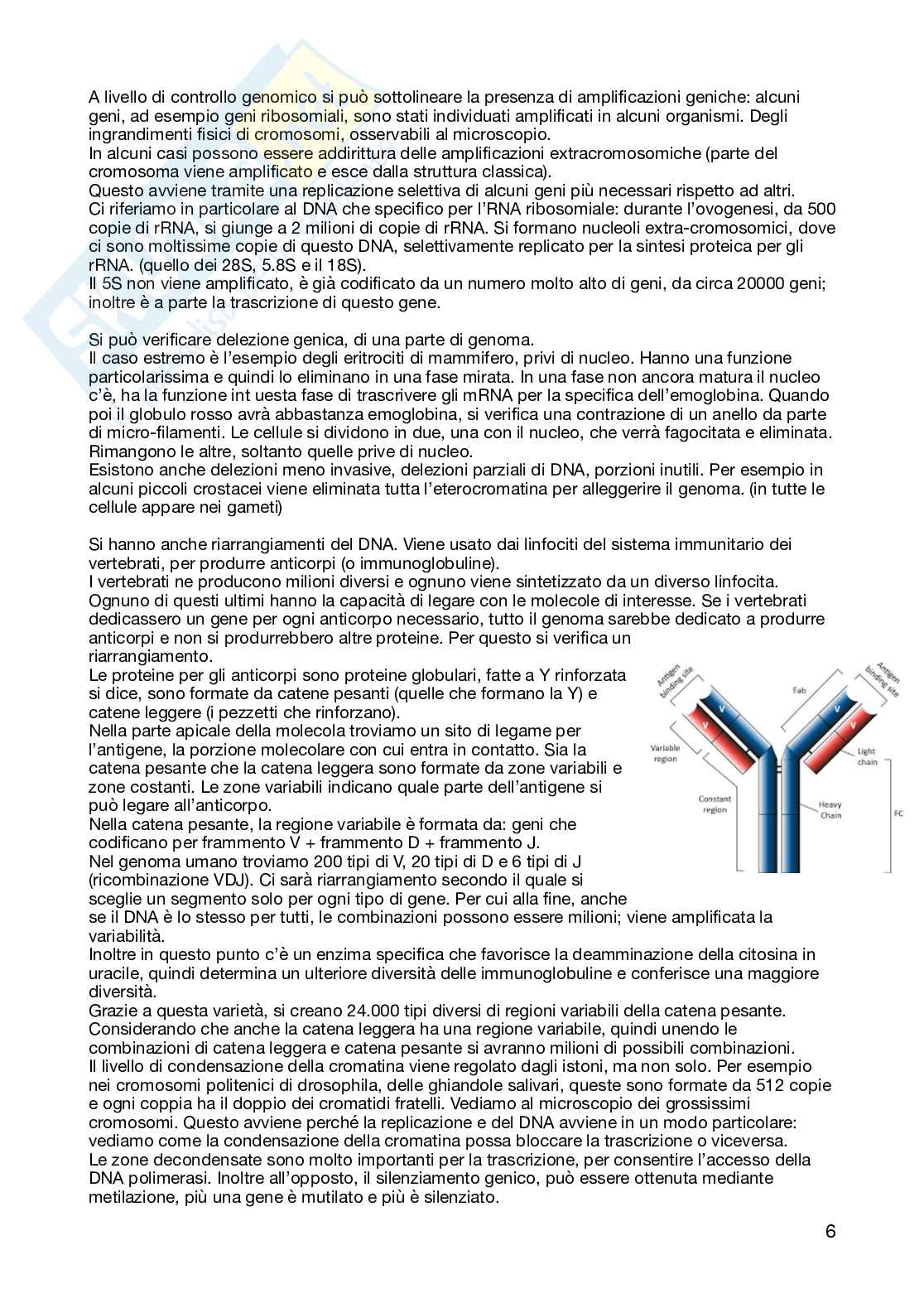 Biologia - semestre filtro, parte 2 Pag. 6