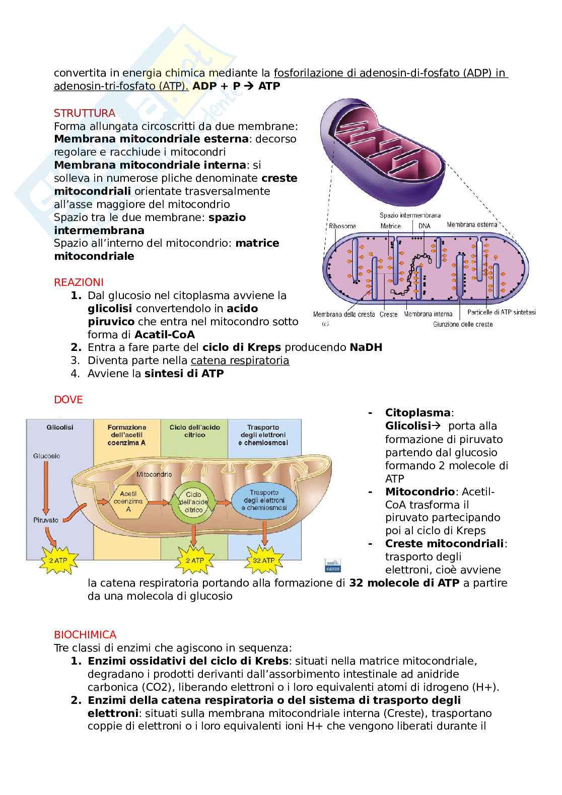 Schemi Biologia - parte 2 Pag. 31